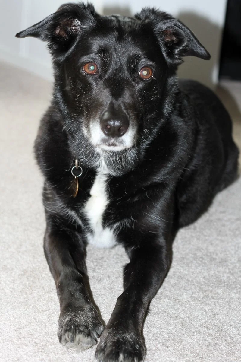 A balck and white dog laying on the floor looking at the camera