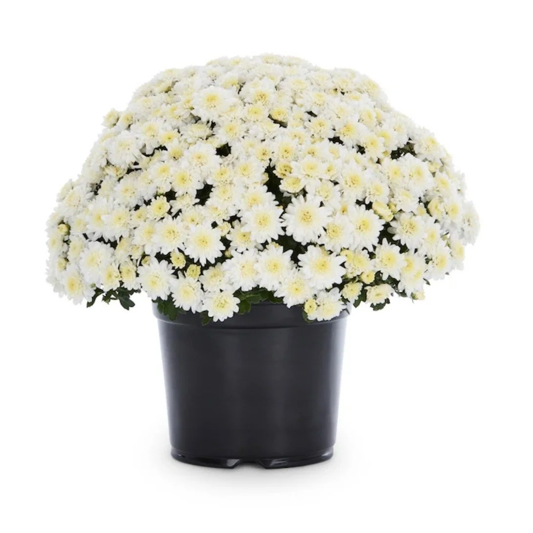 Fall Mums Add-On