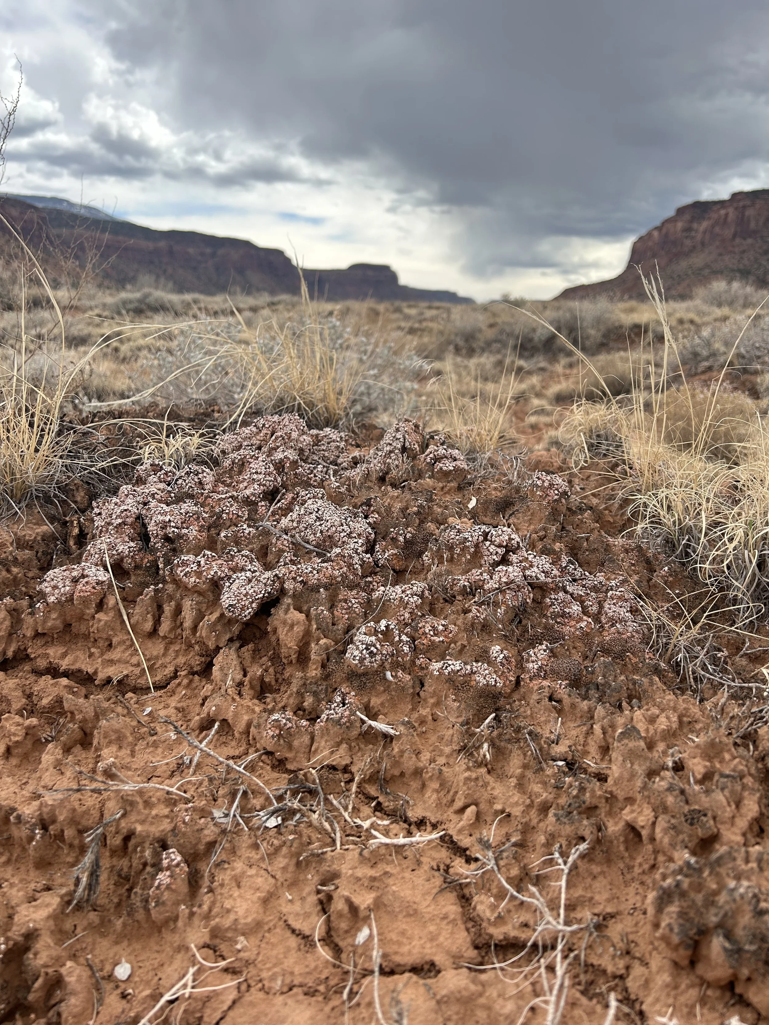 Close-up of rocky, reddish-brown soil with dry grass and small roots, with distant mountains and cloudy sky in the background.