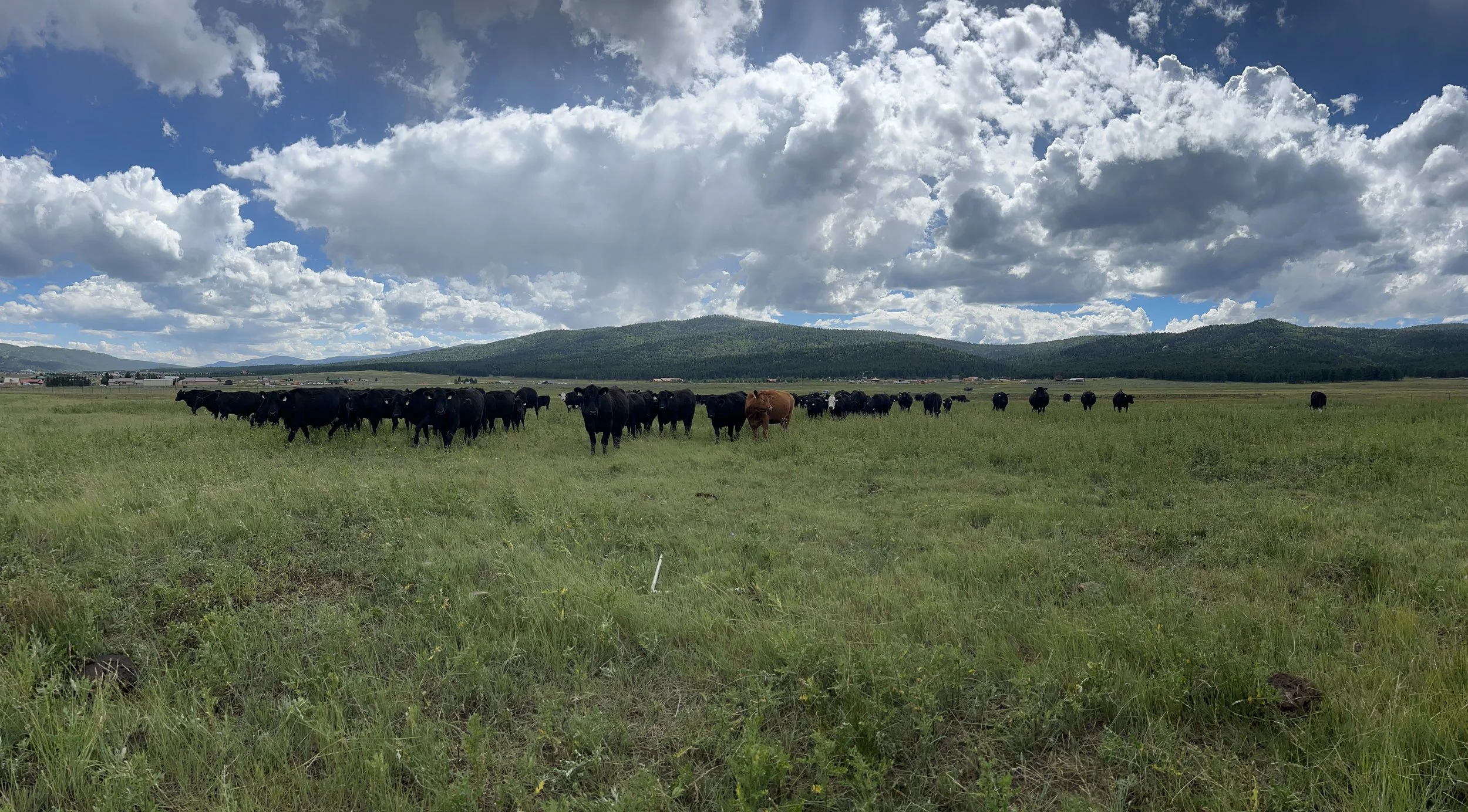 Cattle in a valley pasture.
