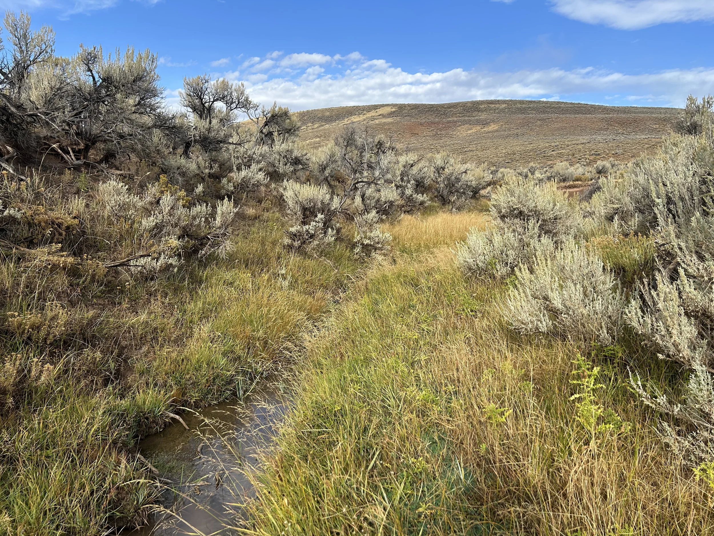 A dry, grassy landscape with scattered bushes and small trees under a partly cloudy blue sky.