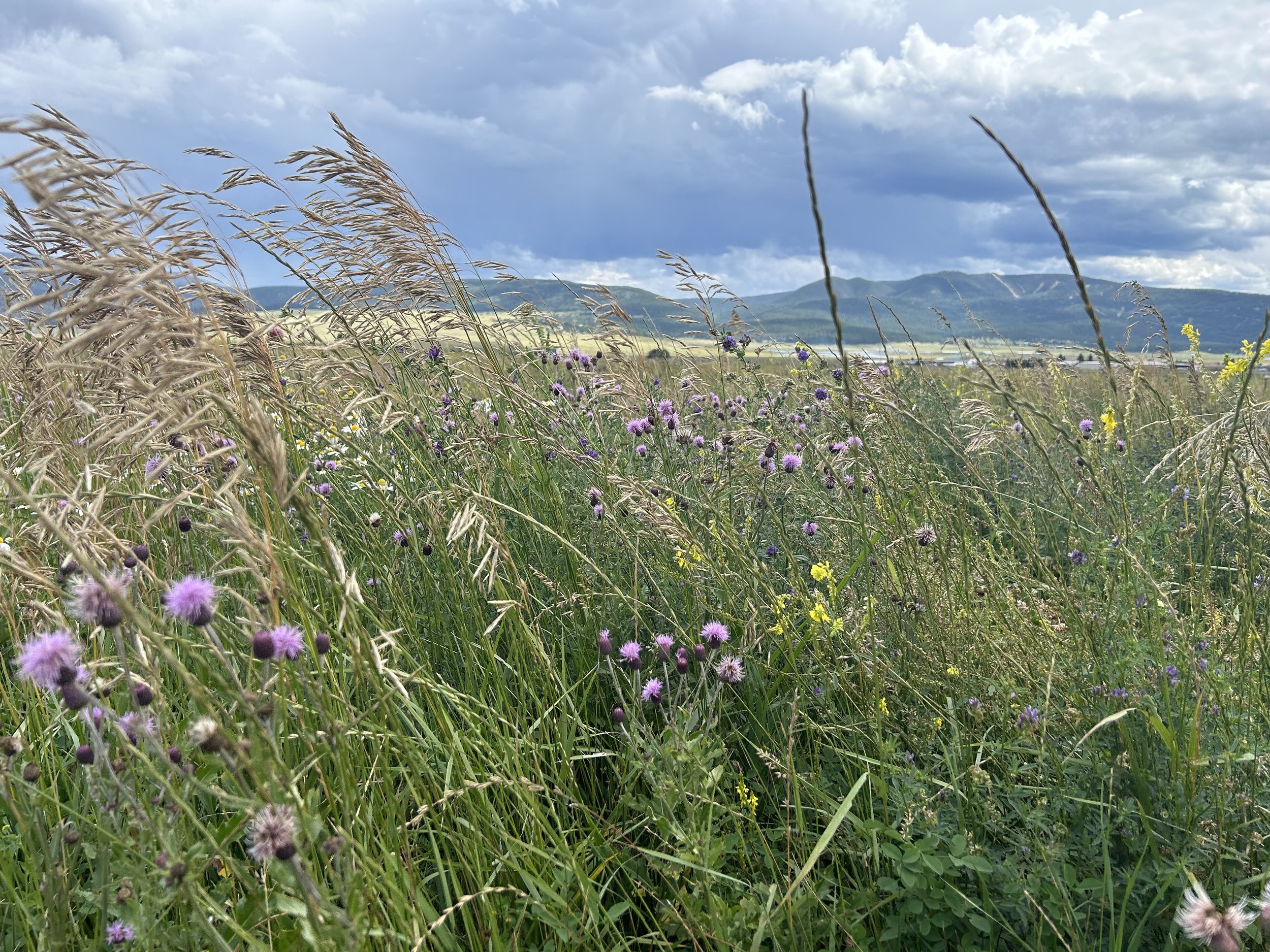 A field with tall grass, purple and yellow wildflowers, with mountains and a cloudy sky in the background.