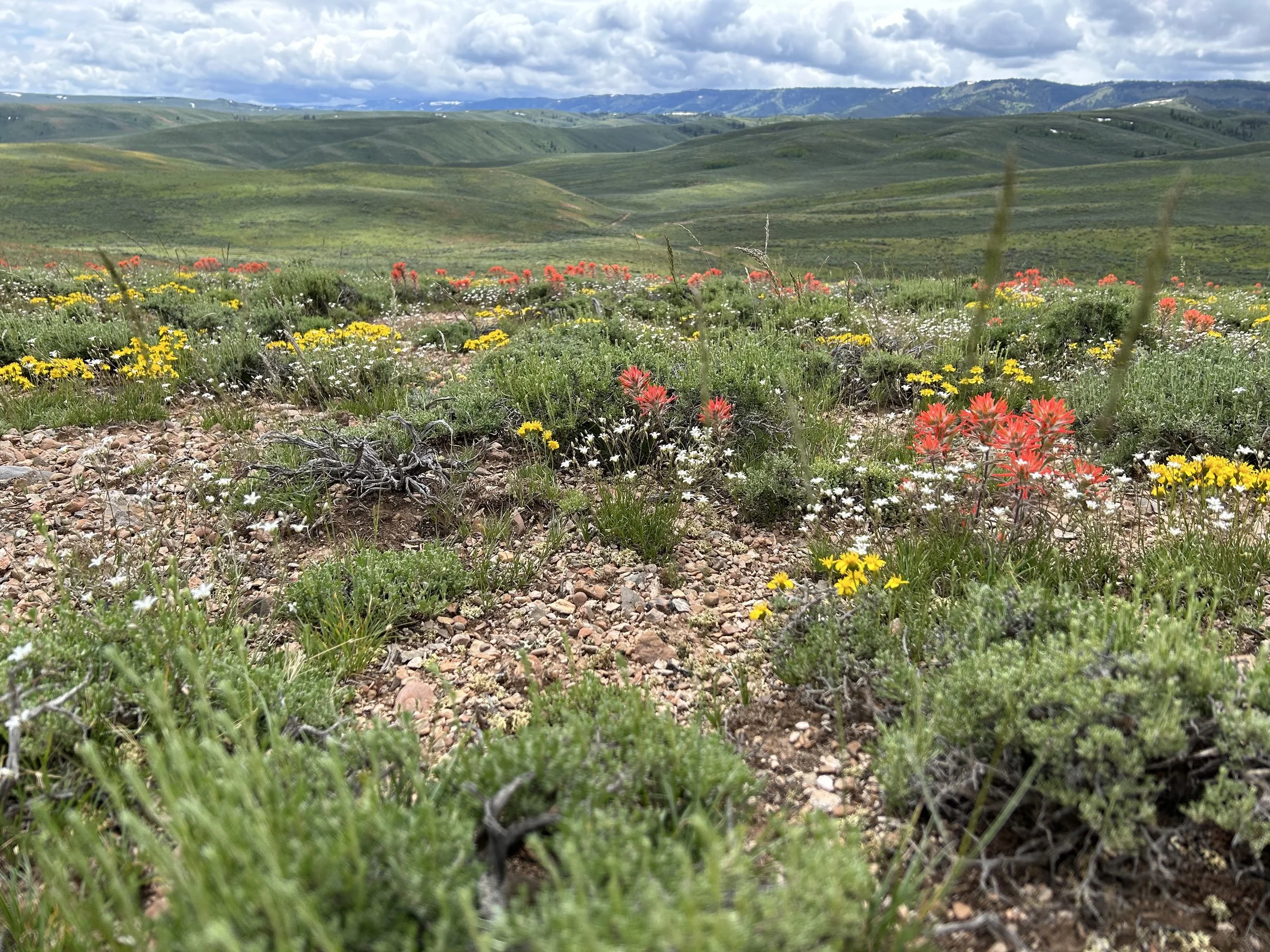 A landscape view of rolling green hills and mountains under a partly cloudy sky, with colorful wildflowers blooming in the foreground.