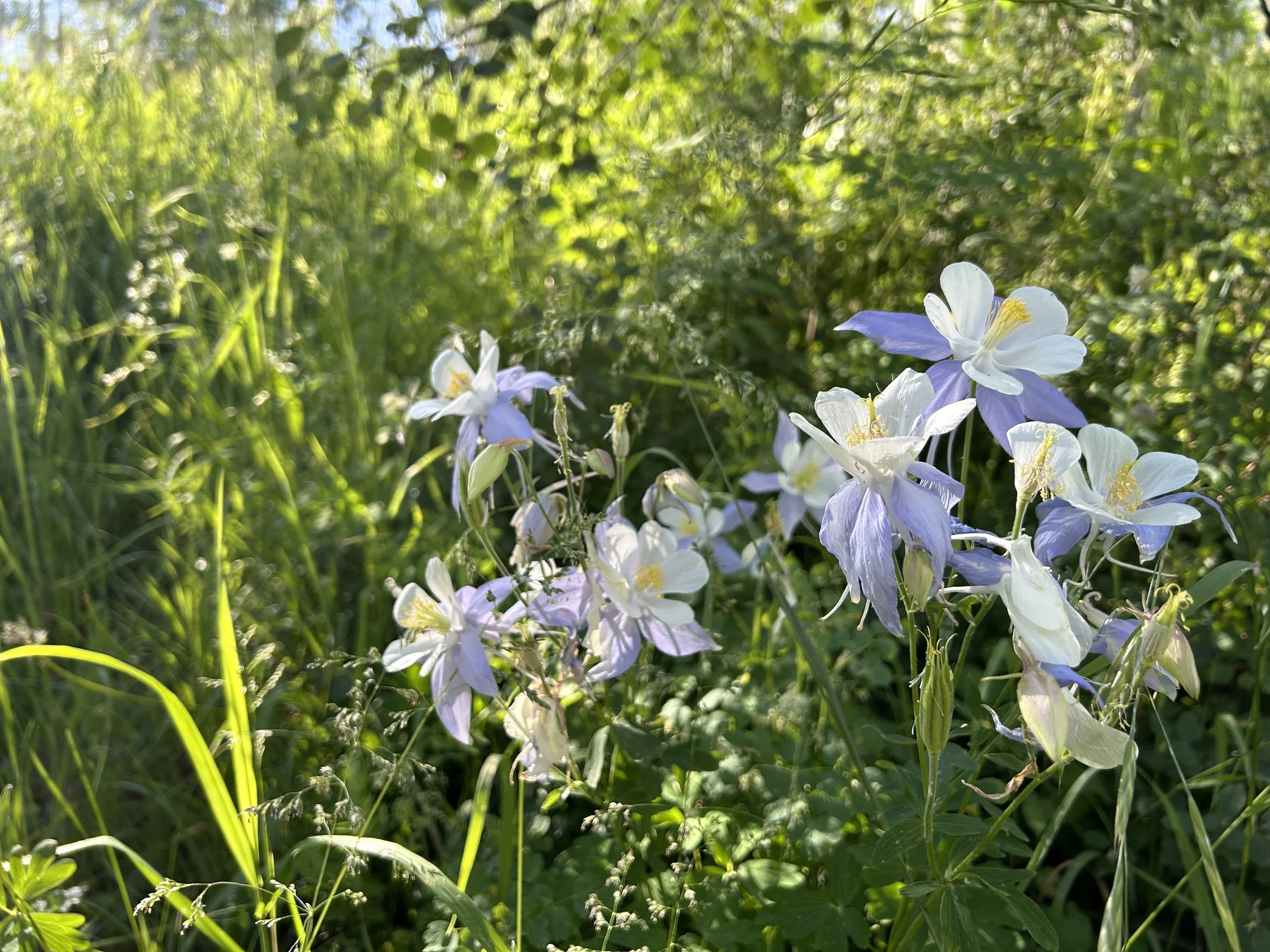 Close-up of white and purple wildflowers growing among green grass and foliage on a sunny day.