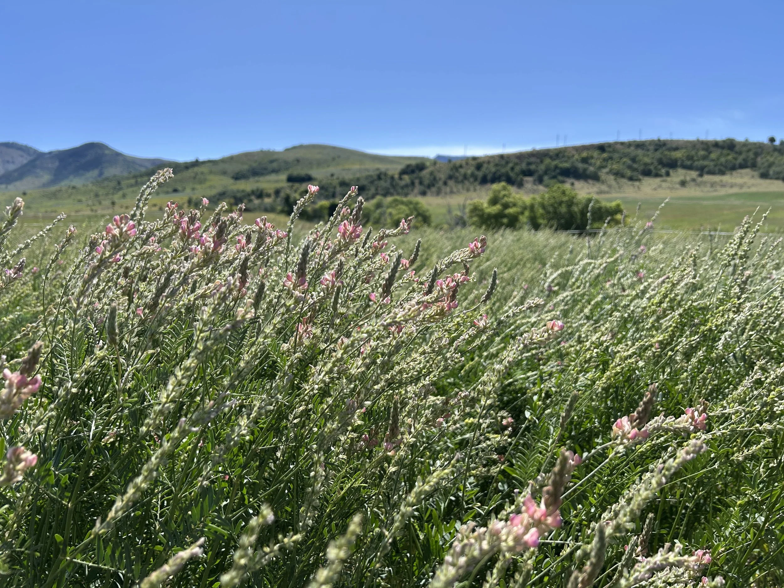 Field of green plants with small pink flowers, hills in the background, and a clear blue sky.