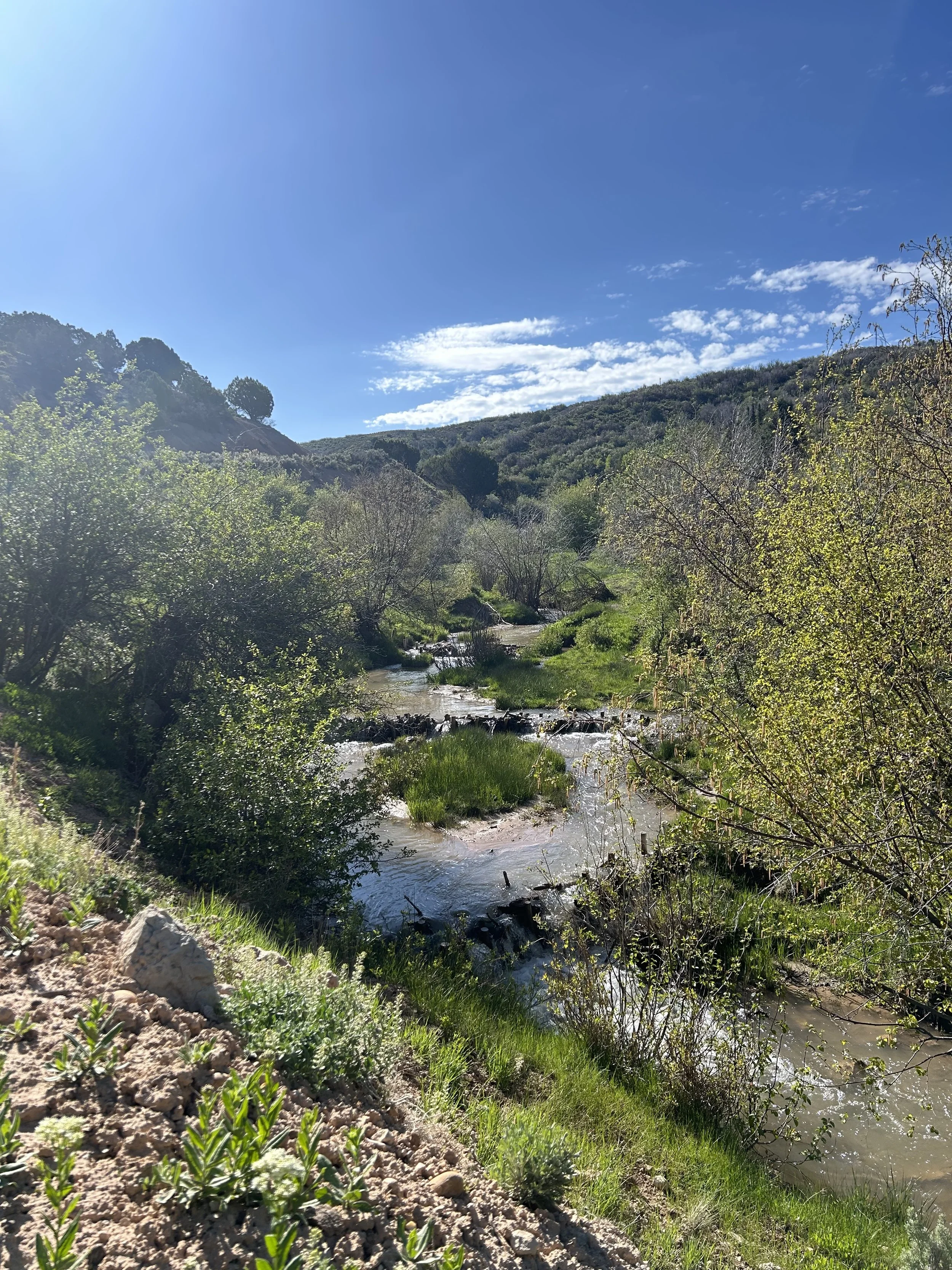 A small stream flowing through a green valley with trees on either side under a clear blue sky with some scattered clouds.