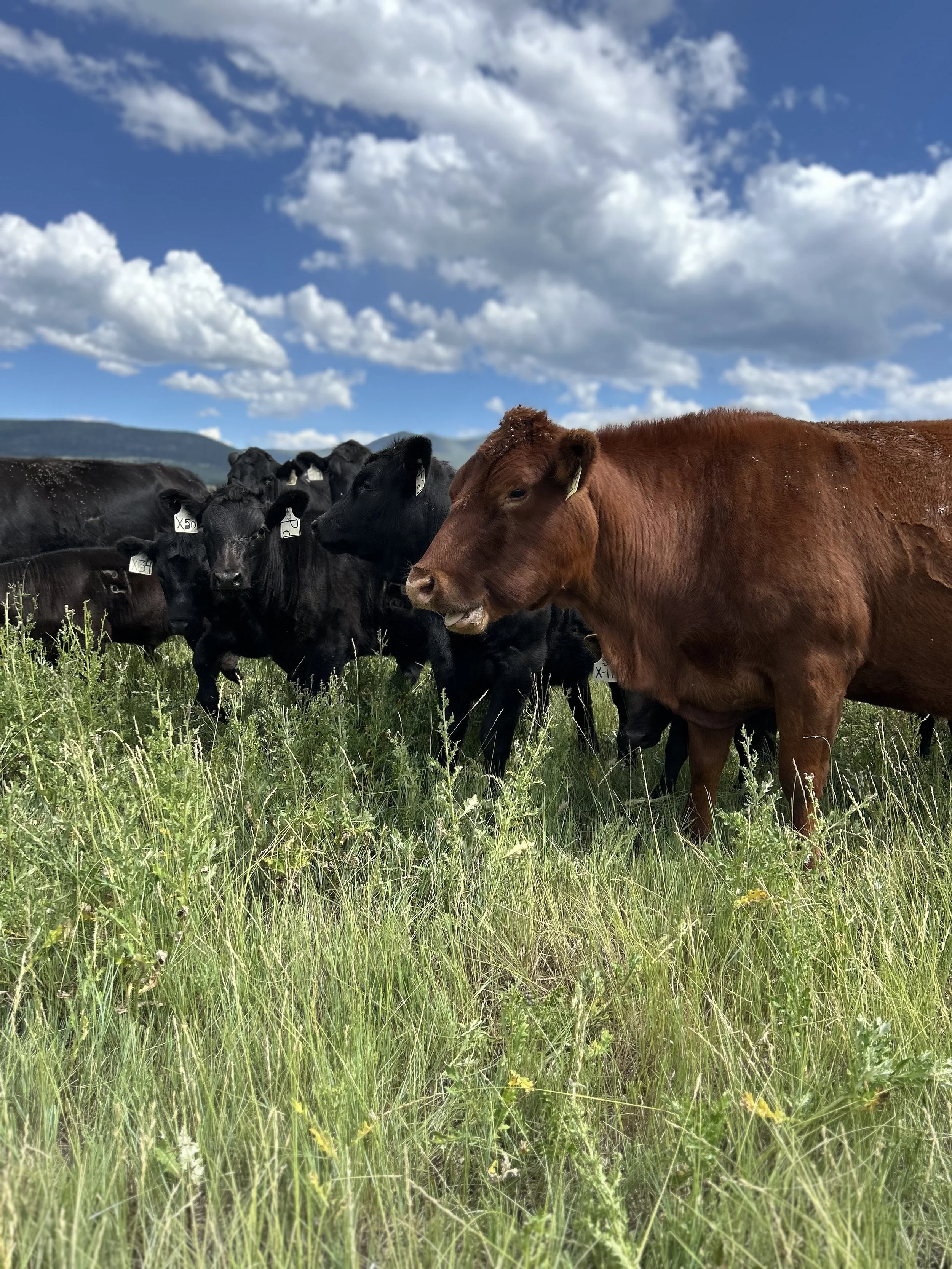 A herd of black and brown cattle standing in a grassy field under a cloudy blue sky with mountains in the distance.