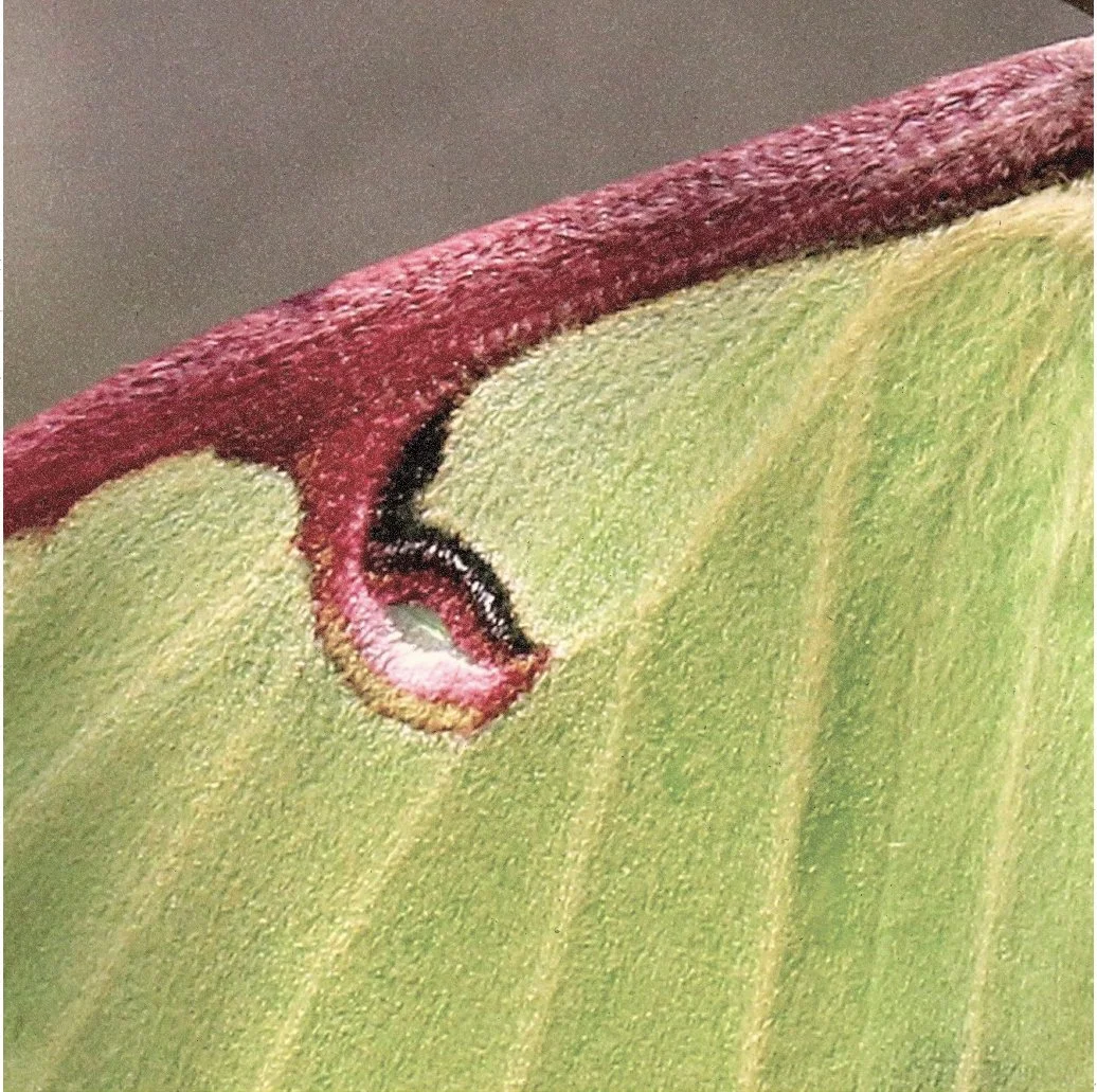 Close-up of an Actias moth wing.