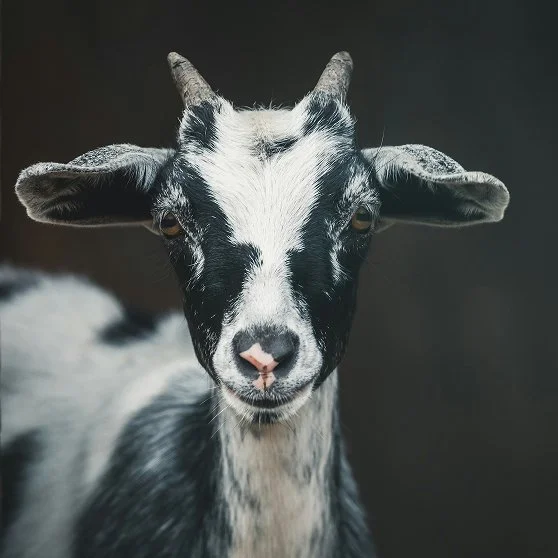 Close-up of a black and white goat with horns and pink nose against a dark background.