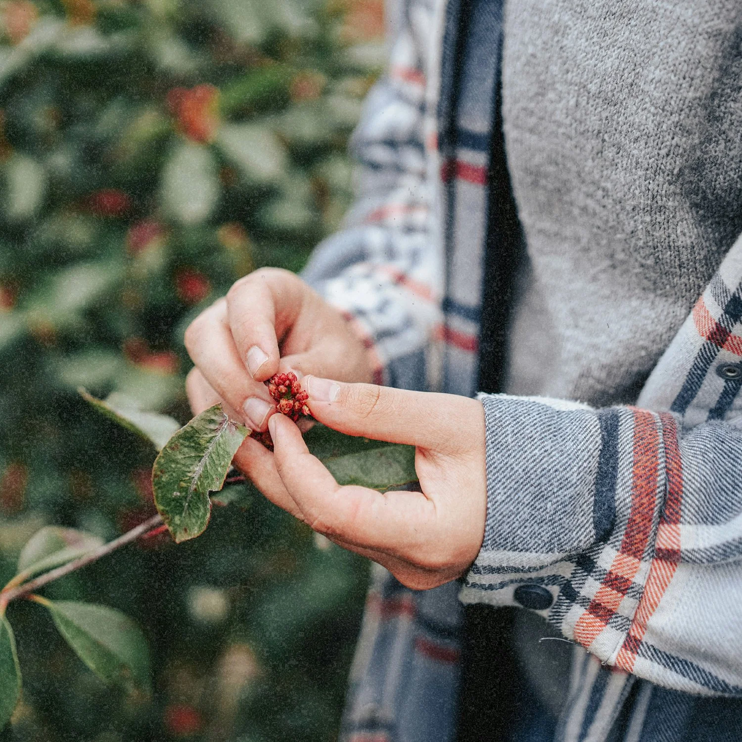 Person harvesting red berries from a plant in a garden or farm, focusing on hands and berries.