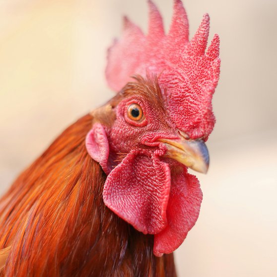 Close-up of a rooster with a red comb and wattles, yellow eye, and reddish-brown feathers.