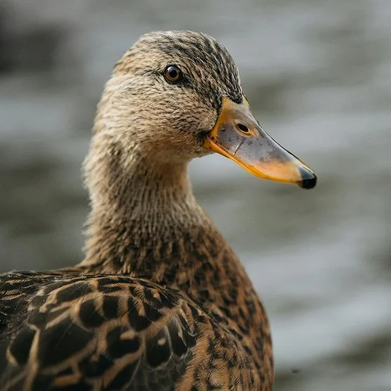 Close-up of a duck with brown and black feather patterns, and an orange and gray beak, near water.