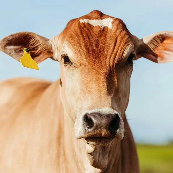 Close-up of a light brown cow with a yellow ear tag, standing outdoors against a blue sky and green landscape.