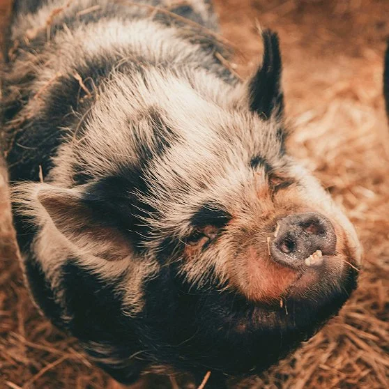 Close-up of a sleeping piglet with black and white fur lying on straw.