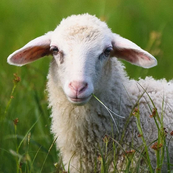 Close-up of a young lamb with white, fluffy wool, lying in green grass