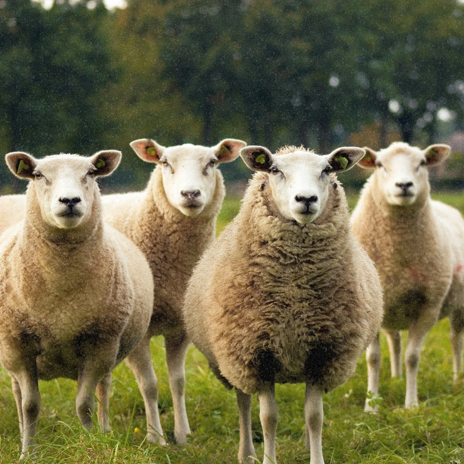Four sheep standing on green grass with blurred trees in the background, facing the camera.