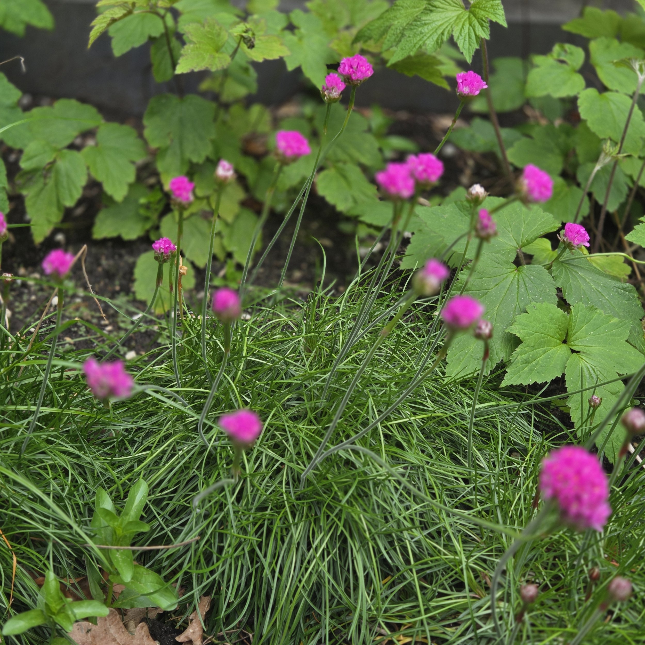 Kleine roze bloemen en groene bladeren in een tuinbed met aarde eronder.
