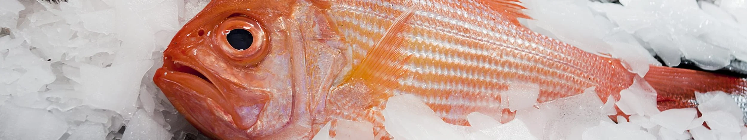 Fresh red snapper fish on ice at a market or seafood display.