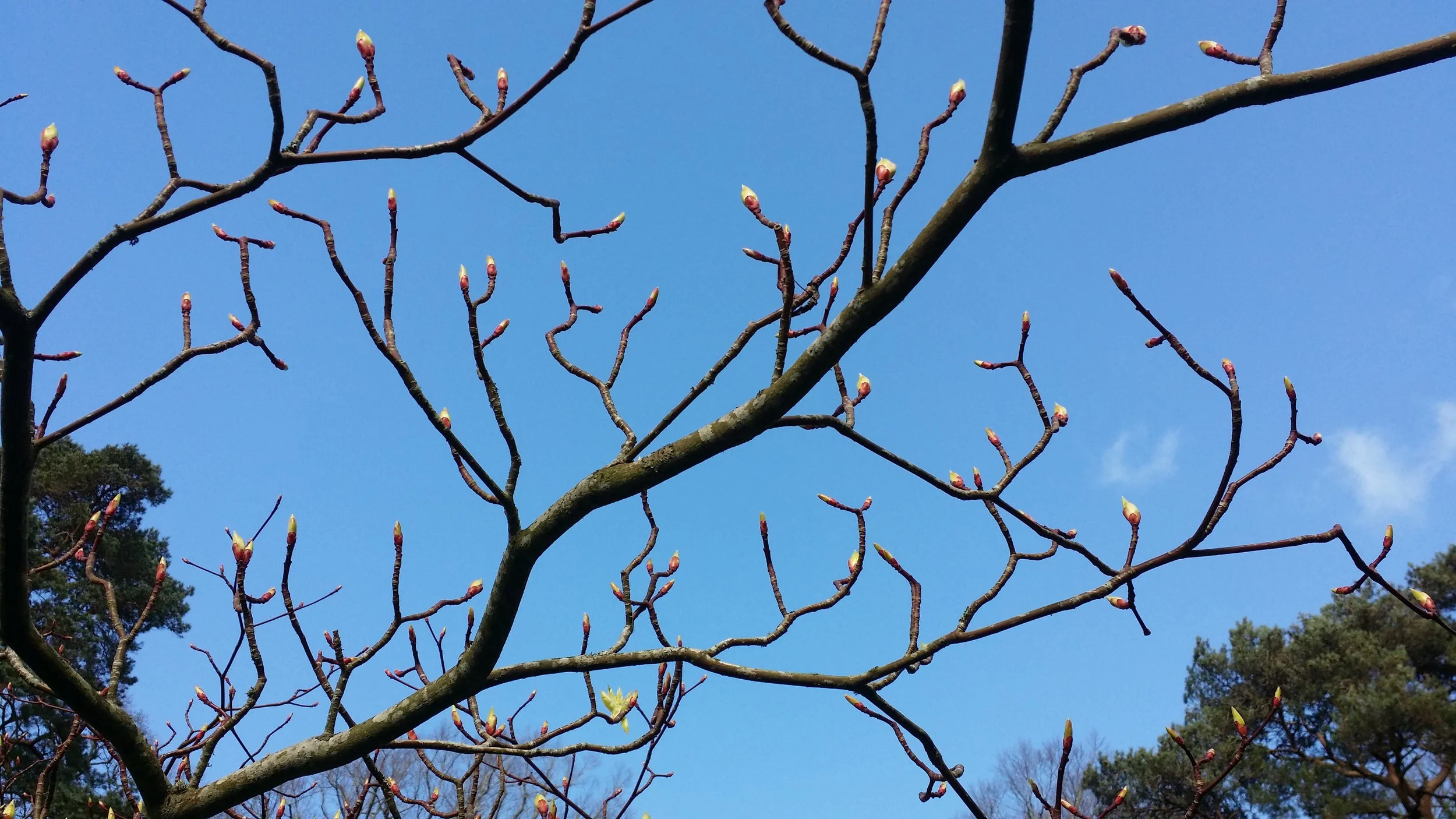 Tree branches with small buds against a clear blue sky.