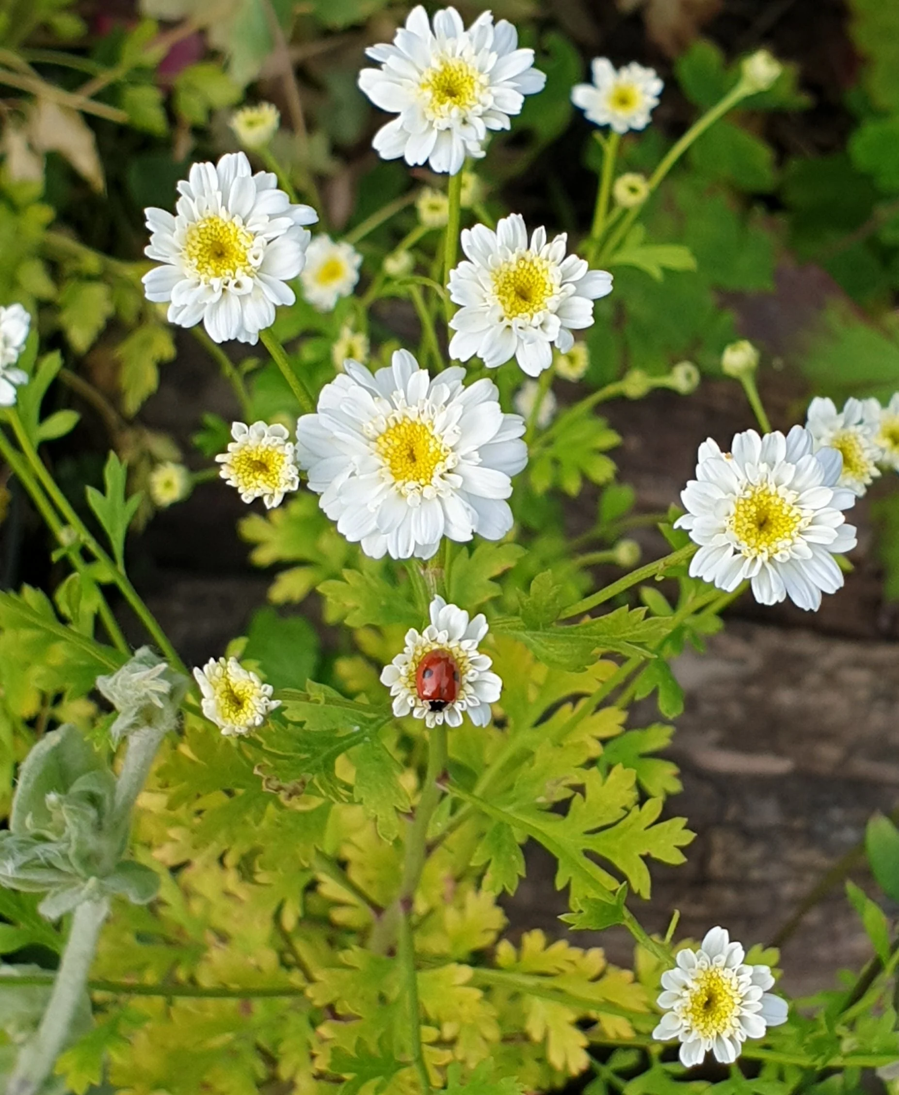 Close-up of small white flowers with yellow centers on a green leafy plant in soil.