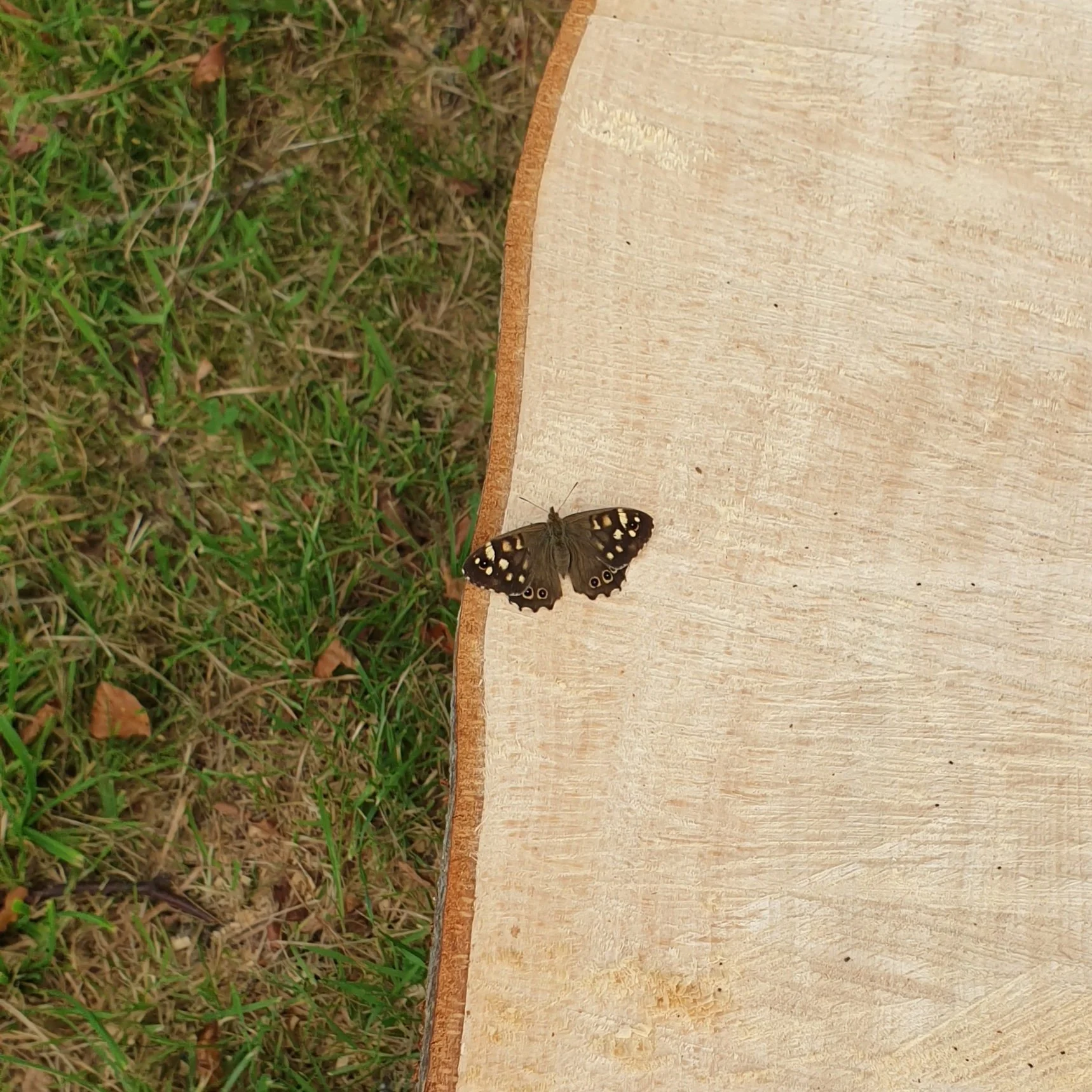 Close-up of a butterfly resting on the edge of a cut wooden surface beside grass.