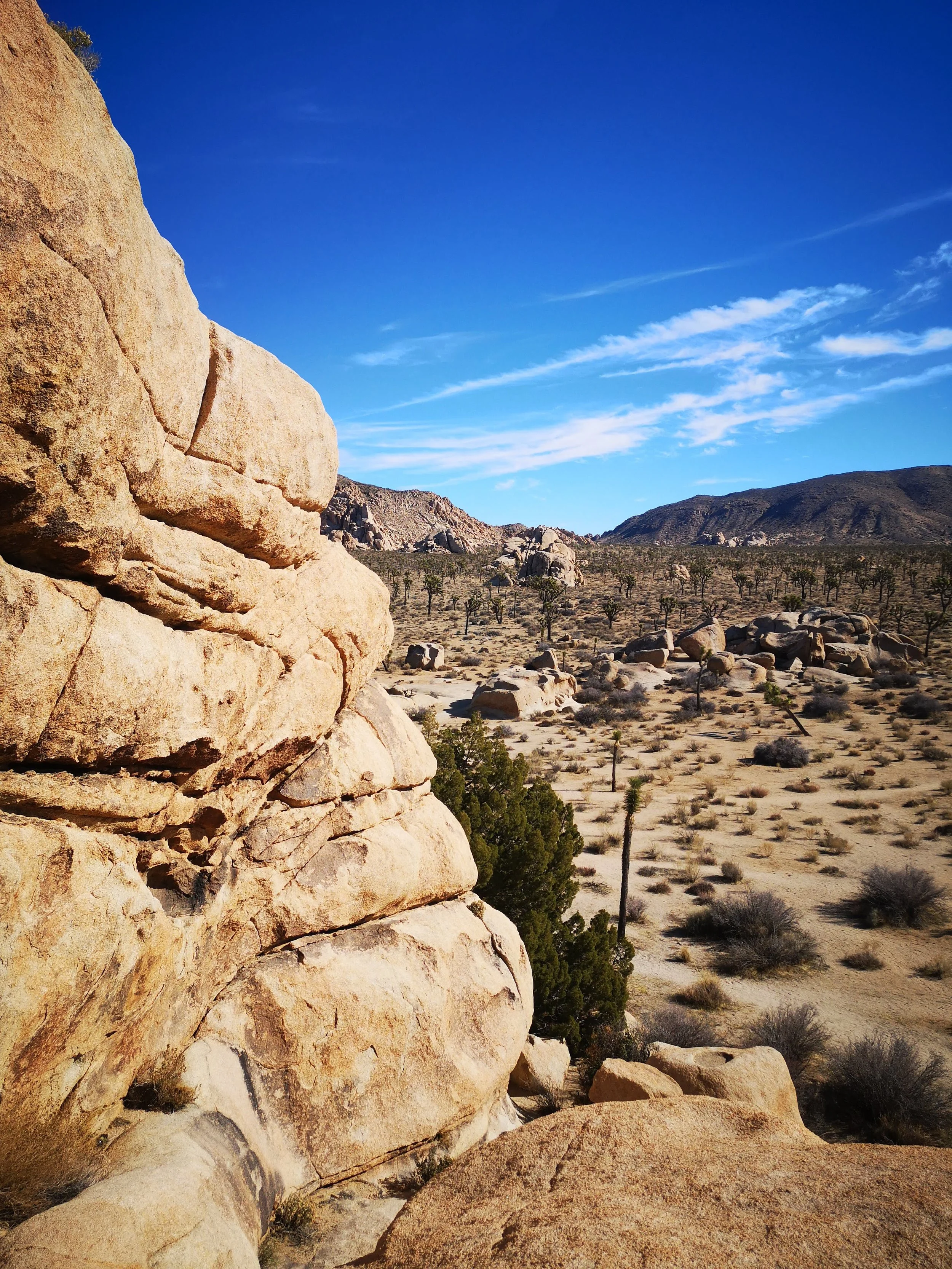 joshua tree california