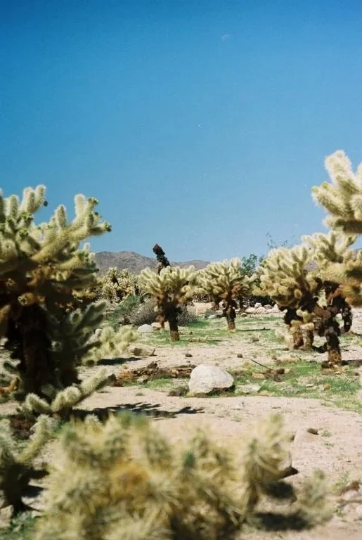 joshua tree national park chola cactus