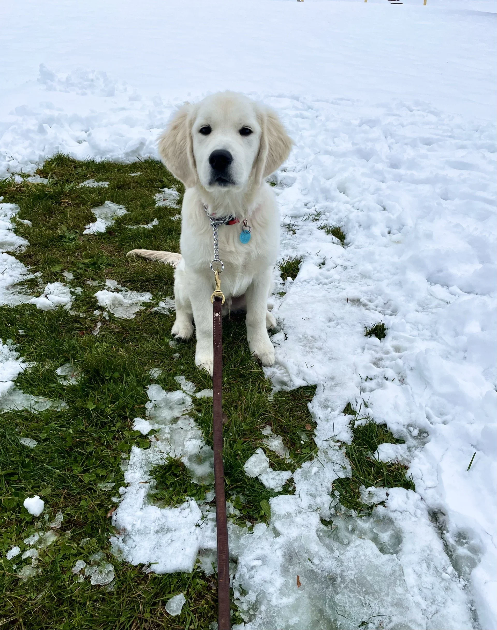Walter’s First Snow, Shoveling a Safe Path