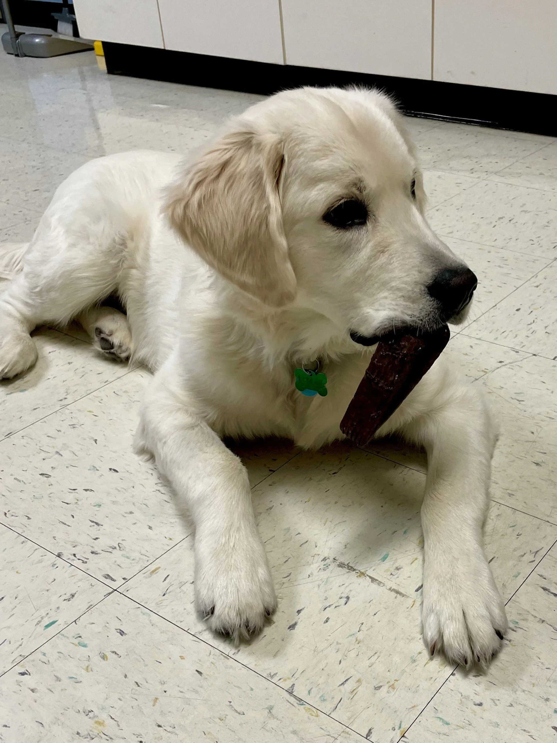 All I Need To Make Me Happy Is This Doorstop