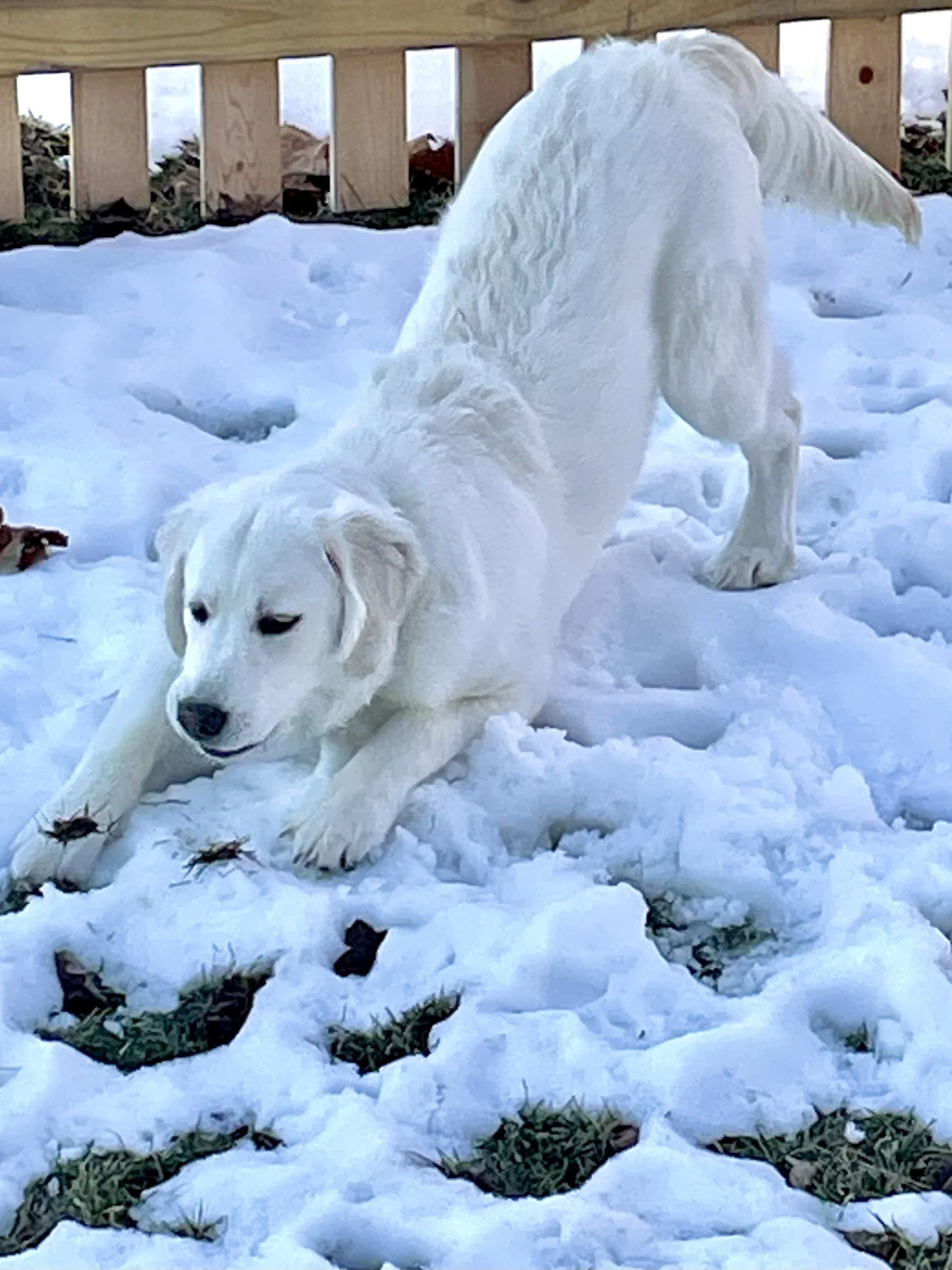 The Big Thaw, the Bunnies are Back!