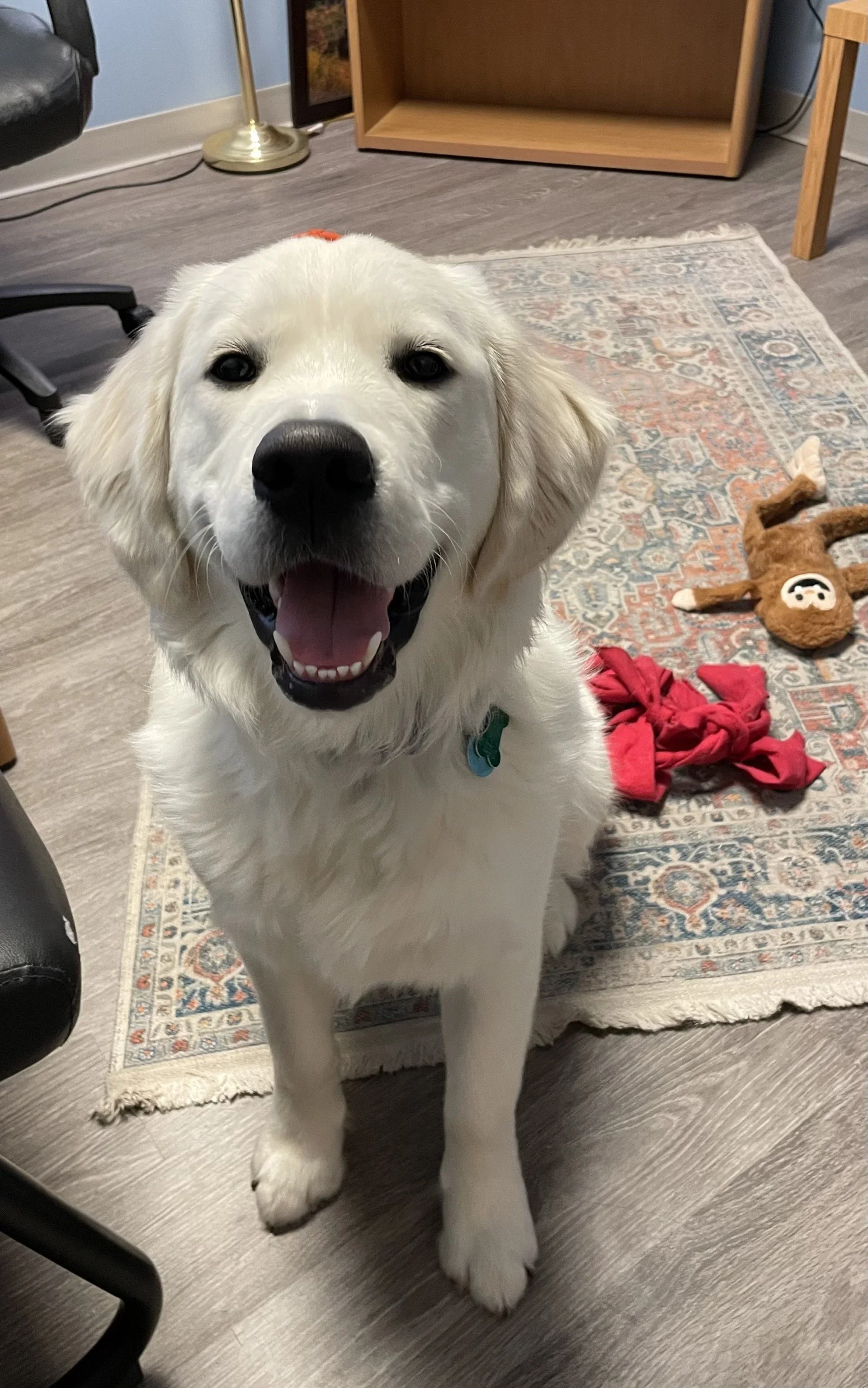 I’m Not a Little Puppy Anymore
