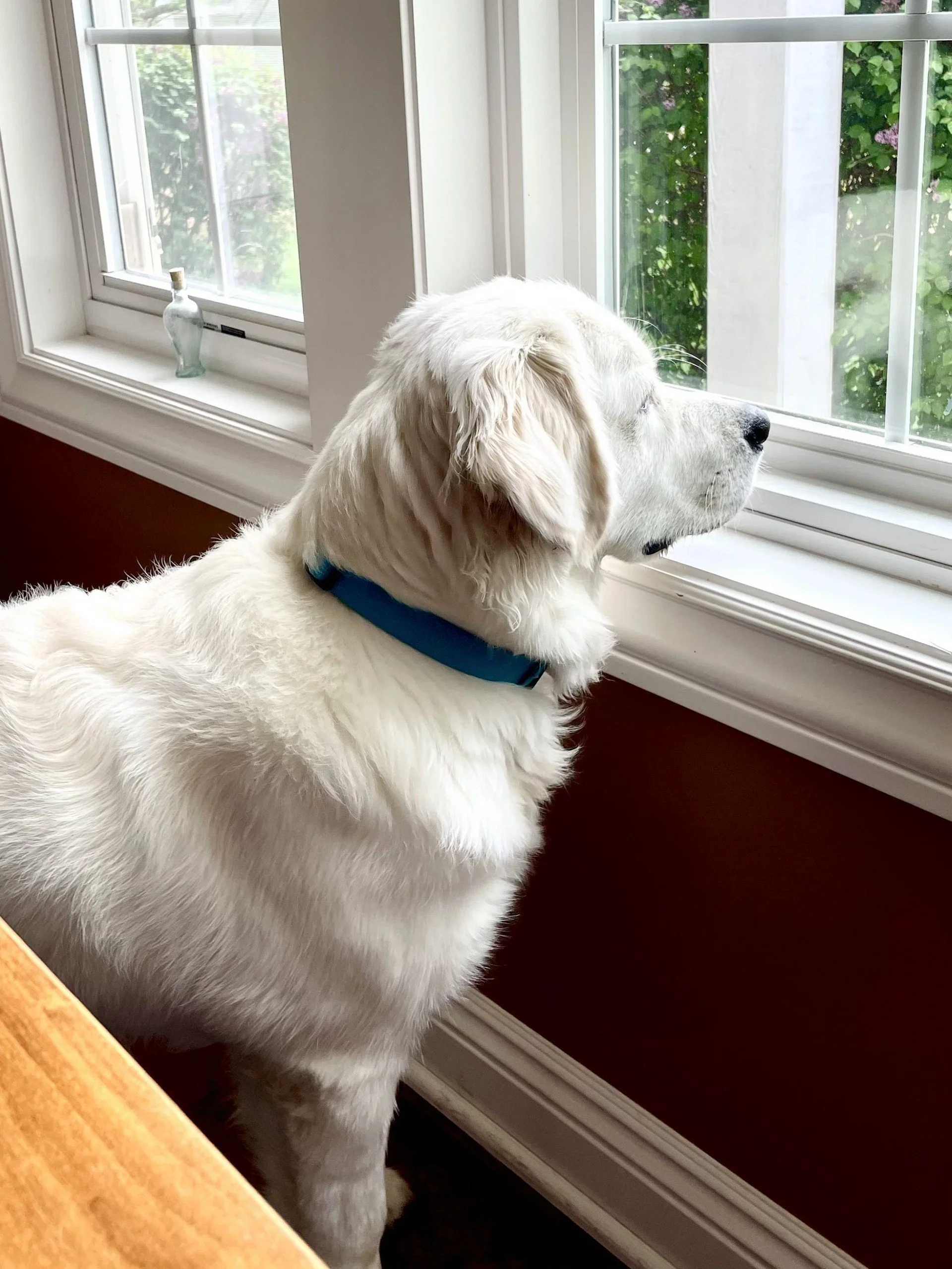 Watching for Weller and Other Adventures