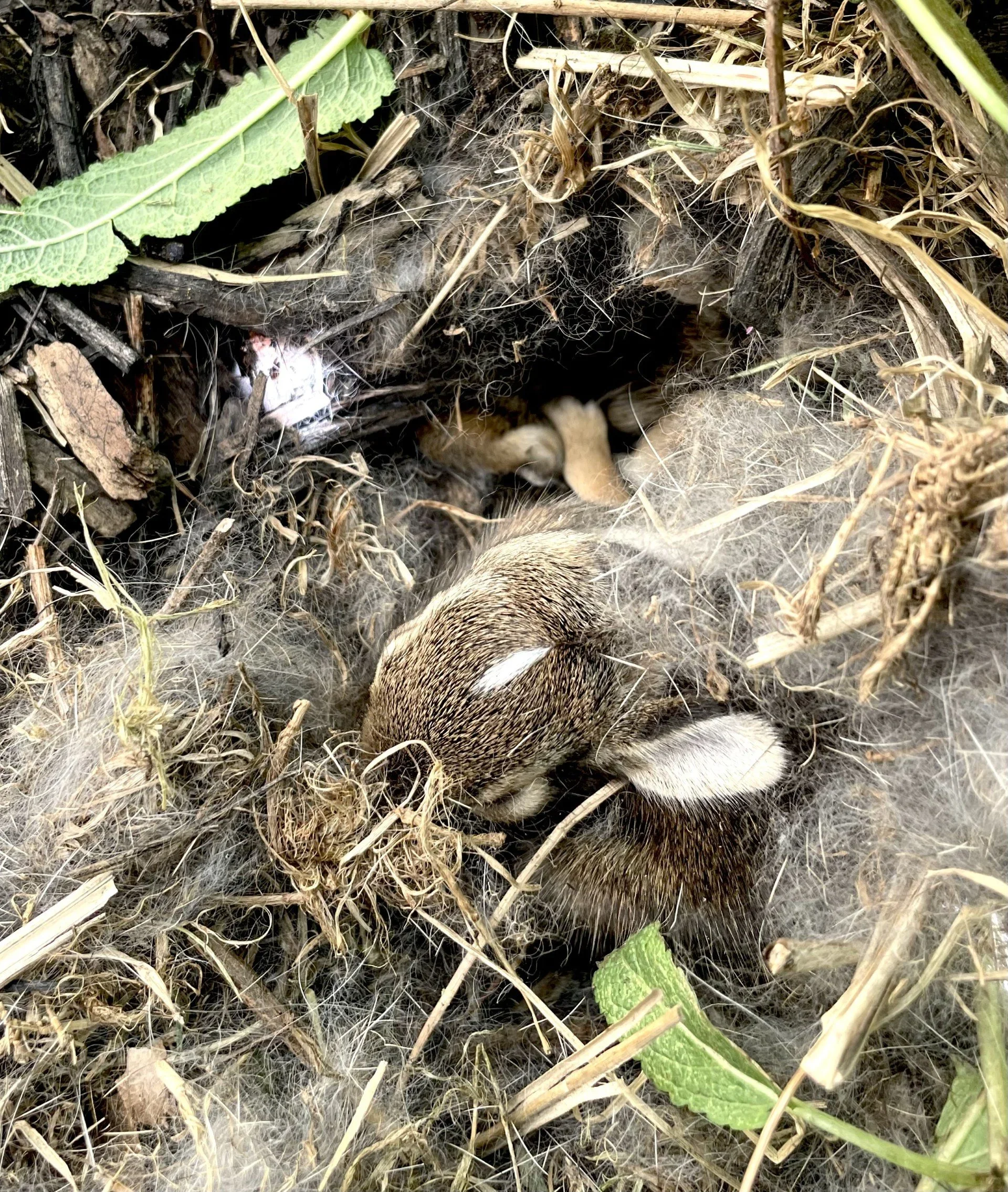 Baby Bunny Daja Vu