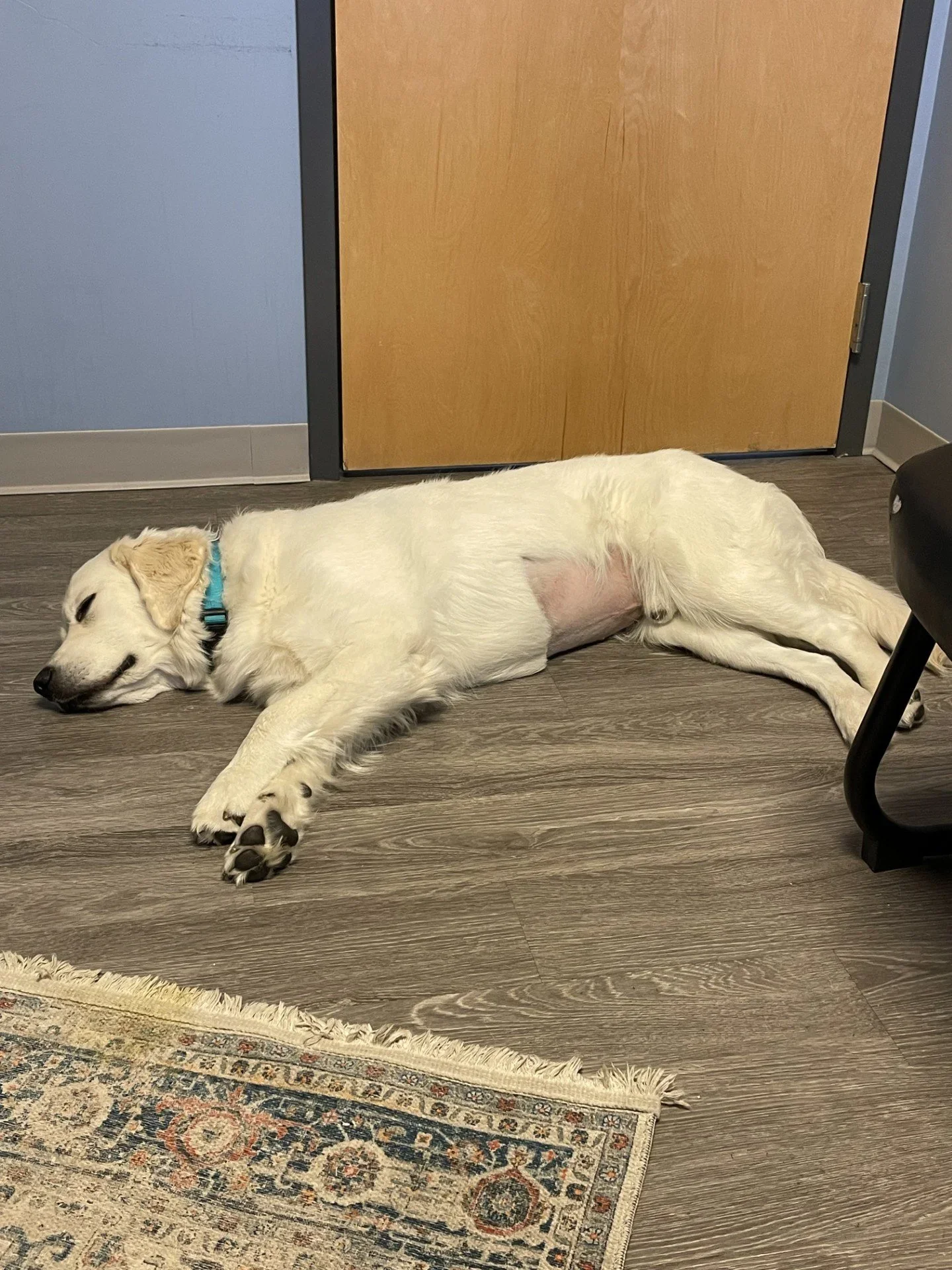 Xrays, Ultra Sounds and Medication, Oh My!