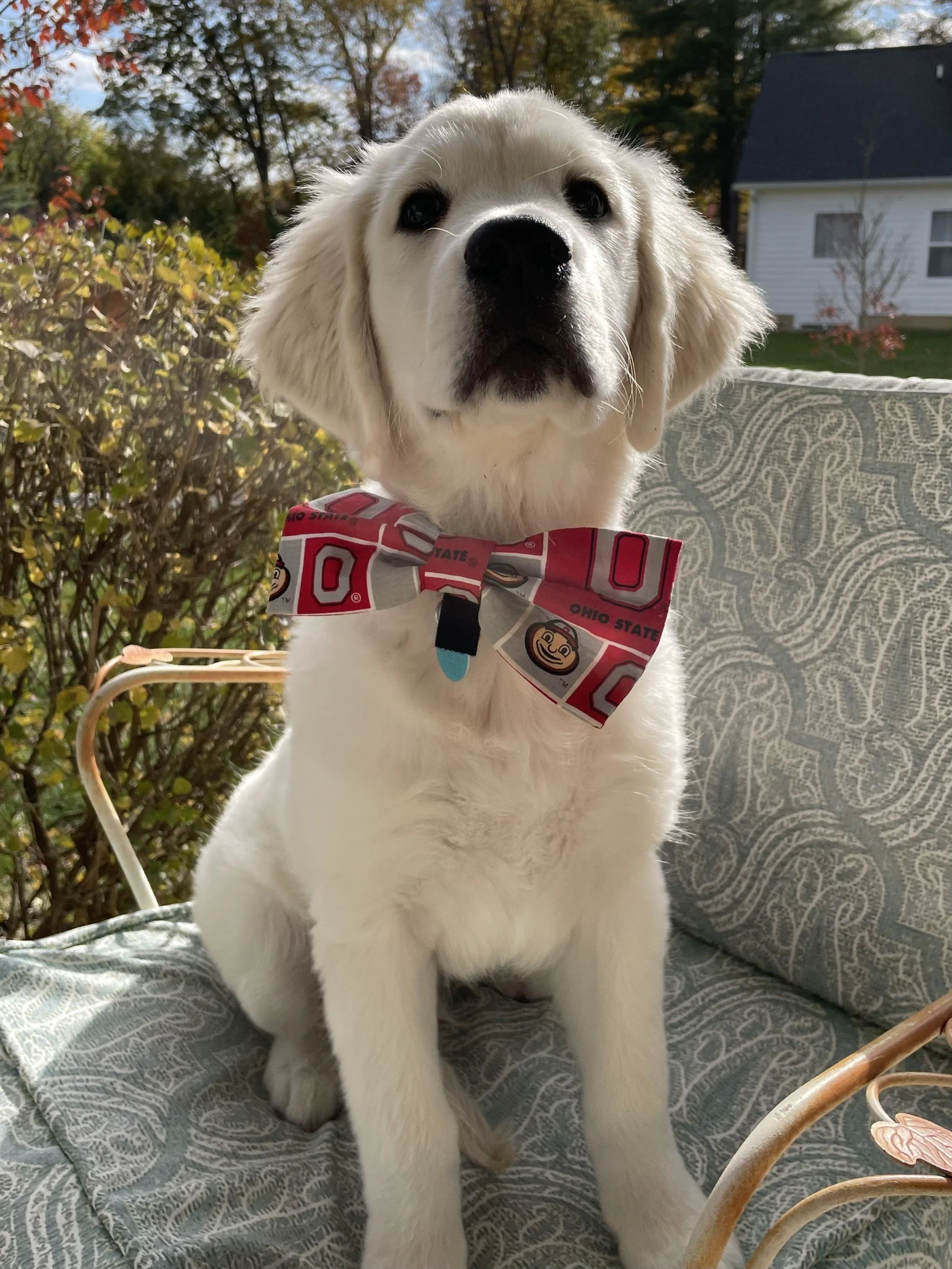 Close-up of a light-colored puppy with floppy ears and dark eyes, wearing a red Ohio State University bow tie, sitting on a patterned cushion outdoors with trees and a house in the background.