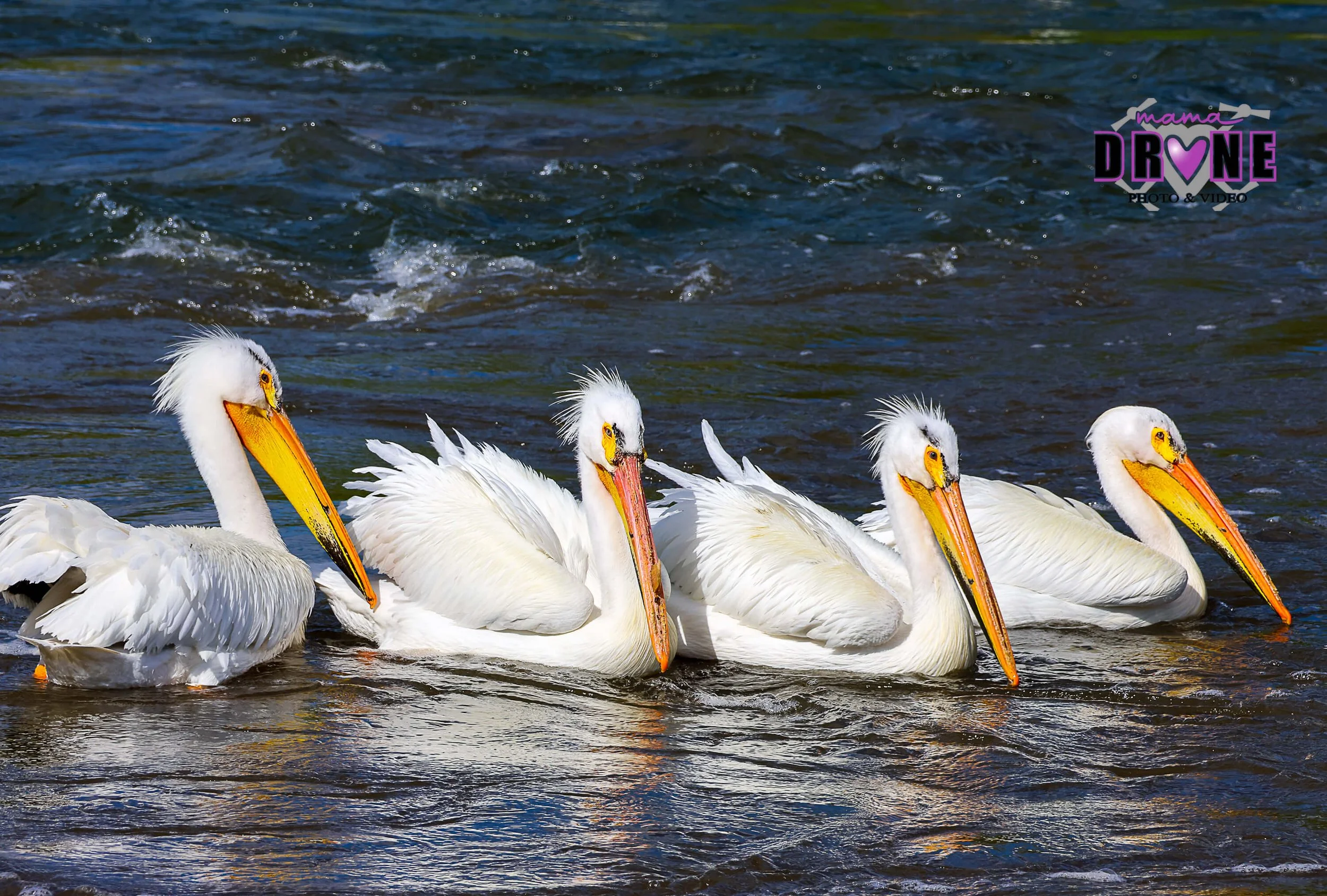 Four white pelicans resting the dark blue lake water.