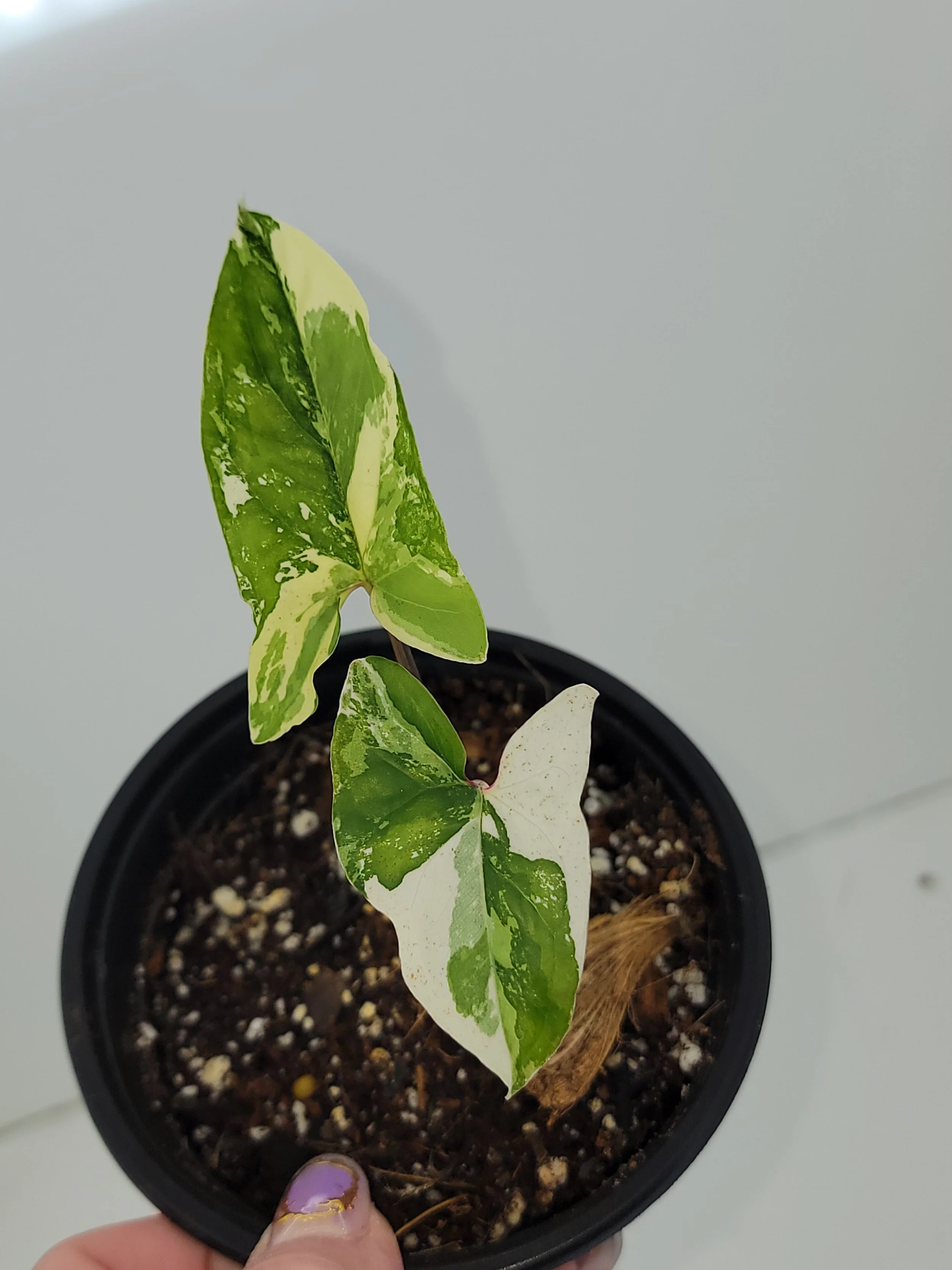 Syngonium Podophyllum Albo Variegated | Rare Variegated Arrowhead Plant