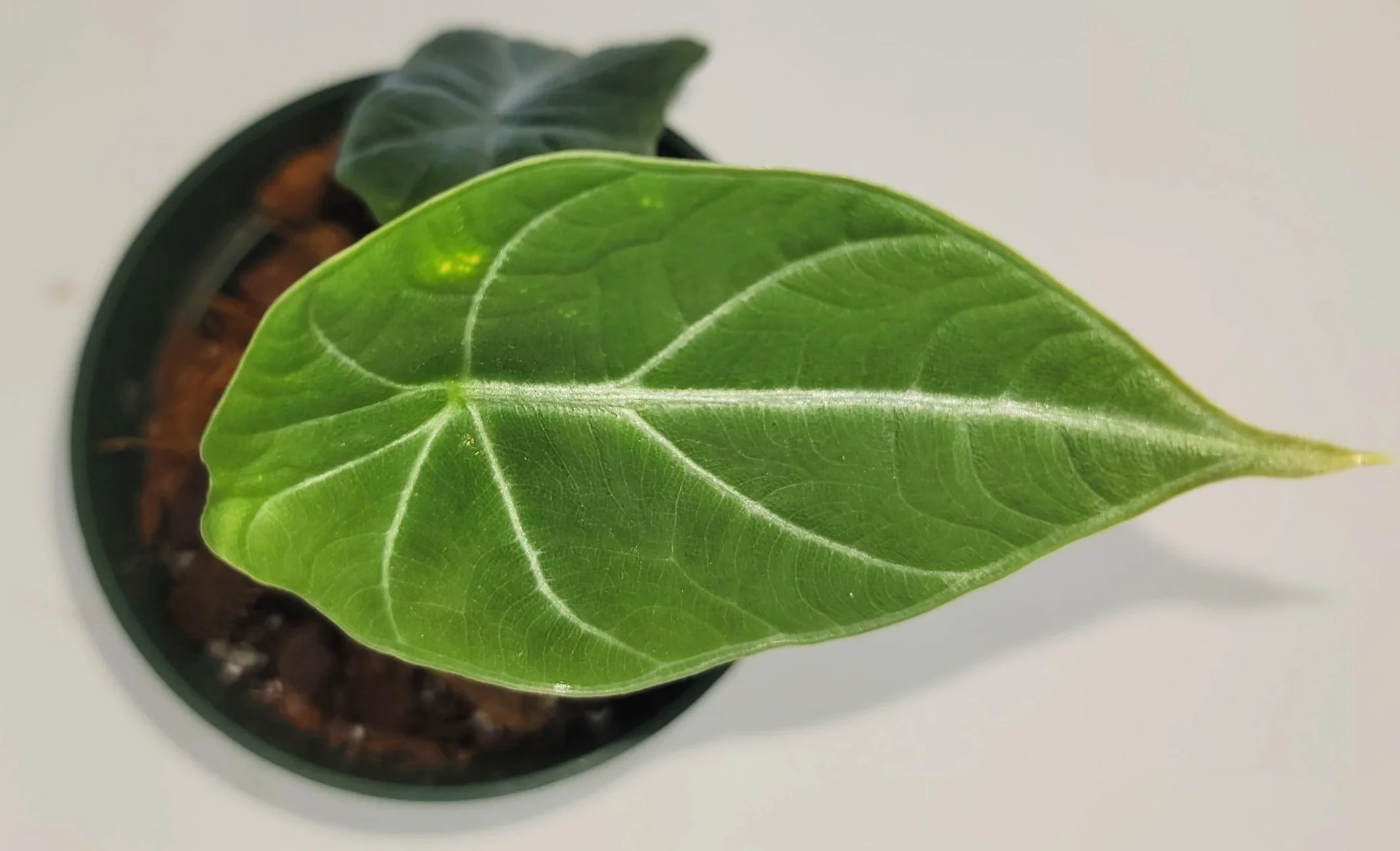 Alocasia Melo | Rare Rugose Jewel Alocasia Plant