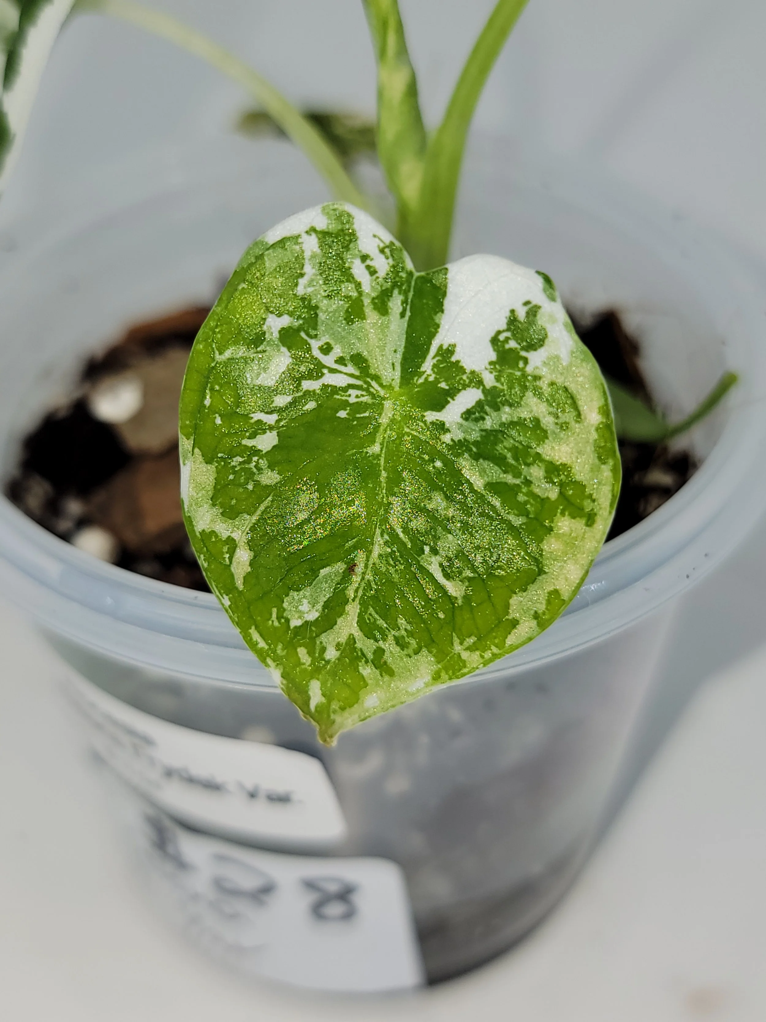 Alocasia Frydek Variegated | Rare Variegated Frydek Plant