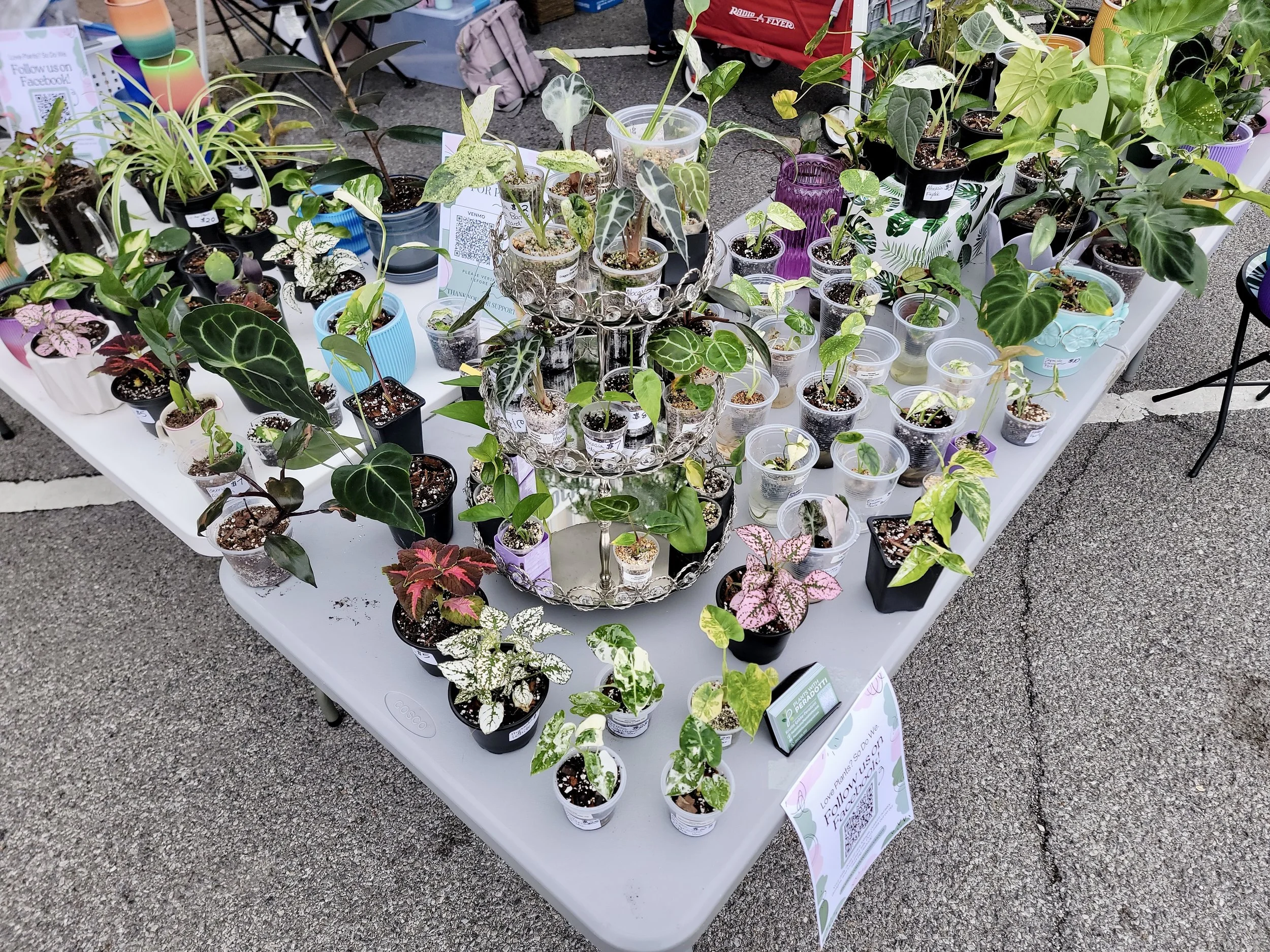 A display table at an outdoor market showing various potted plants, including different types of foliage plants, with signs indicating plant prices and QR codes for more information.