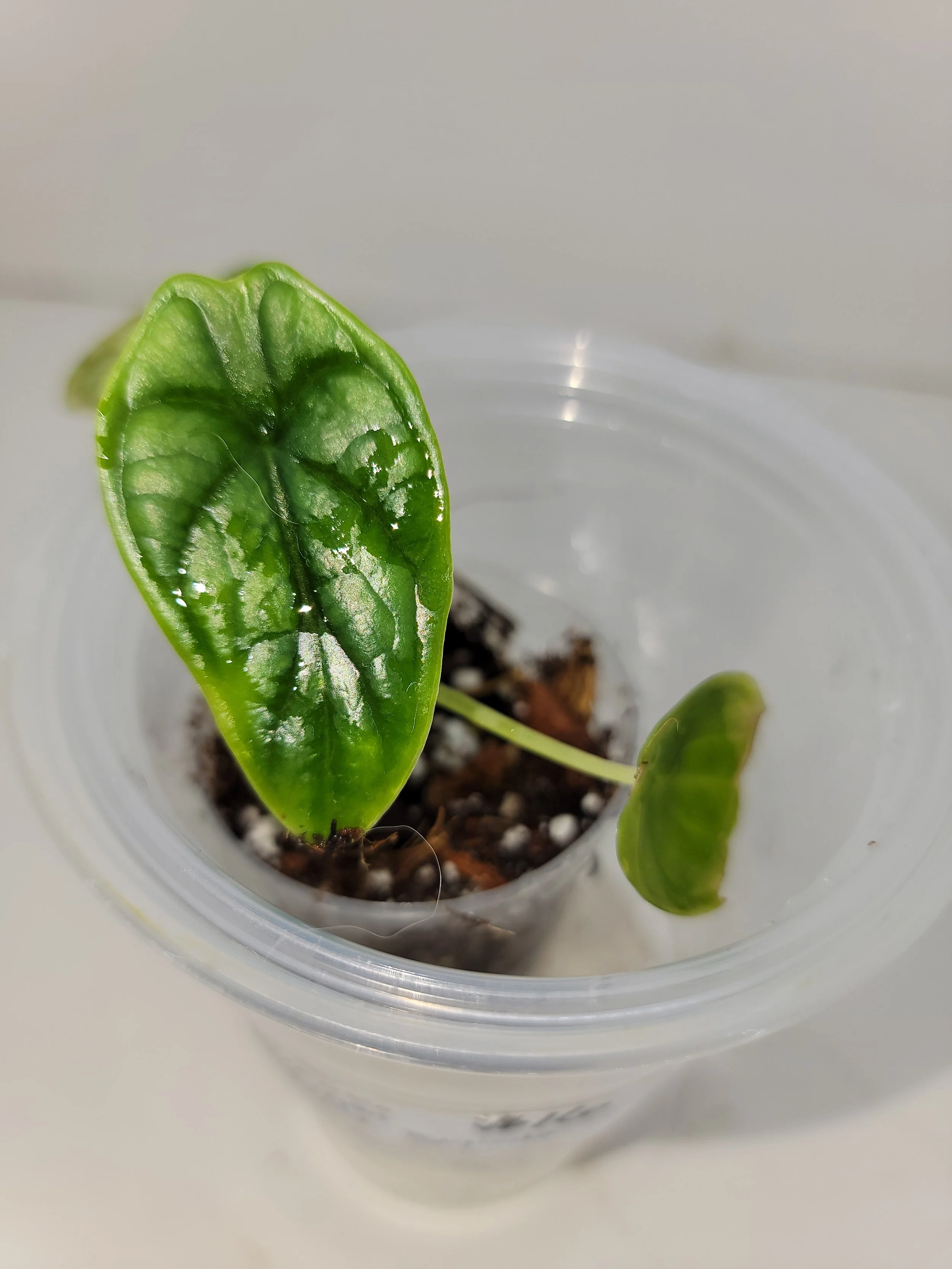 Alocasia Baginda Dragon Scale | Rare Alocasia Baginda Plant