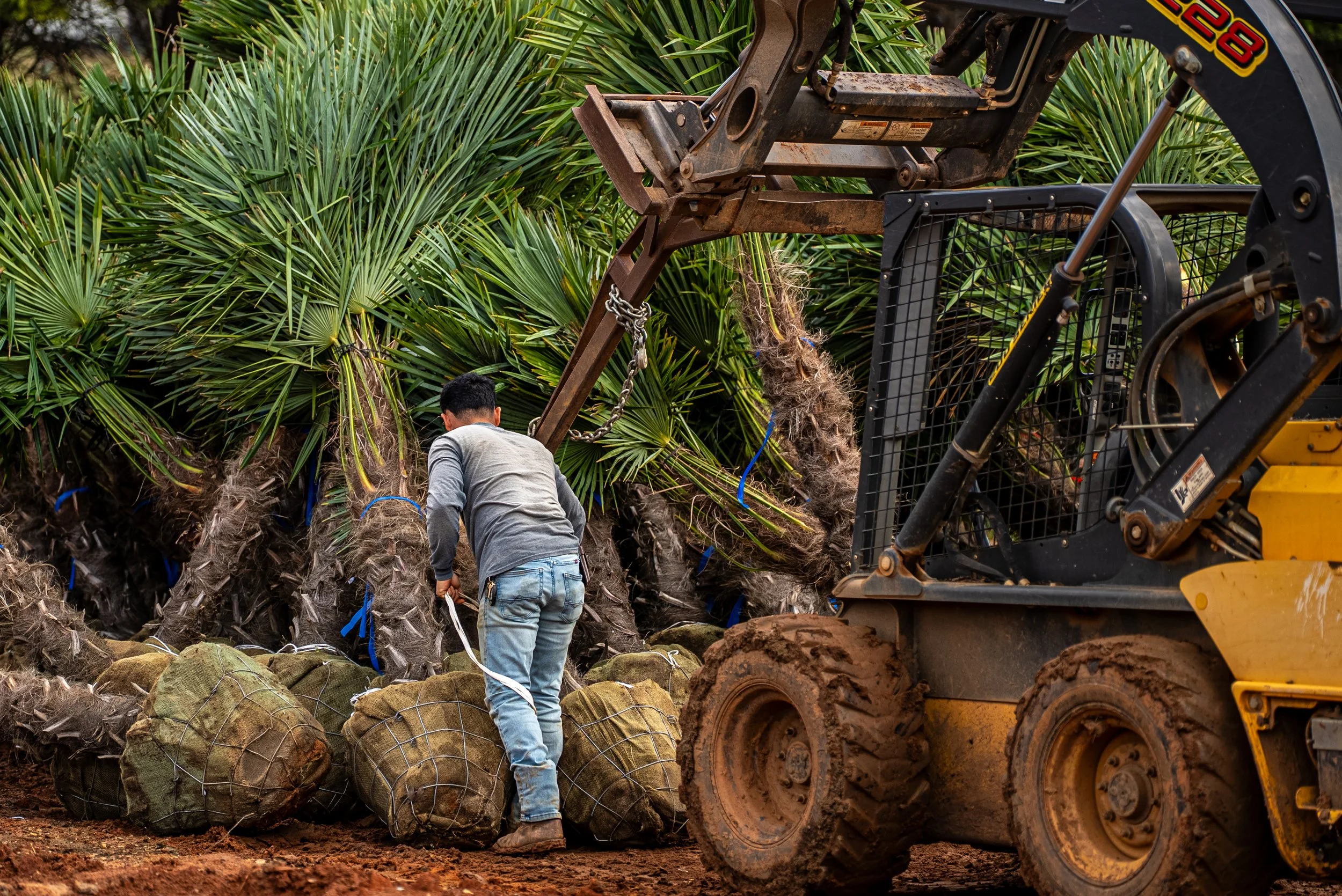 Lees Nursery operator driving skid steer during palm tree installation commercial photography by MaRad Productions Fort Mill SC