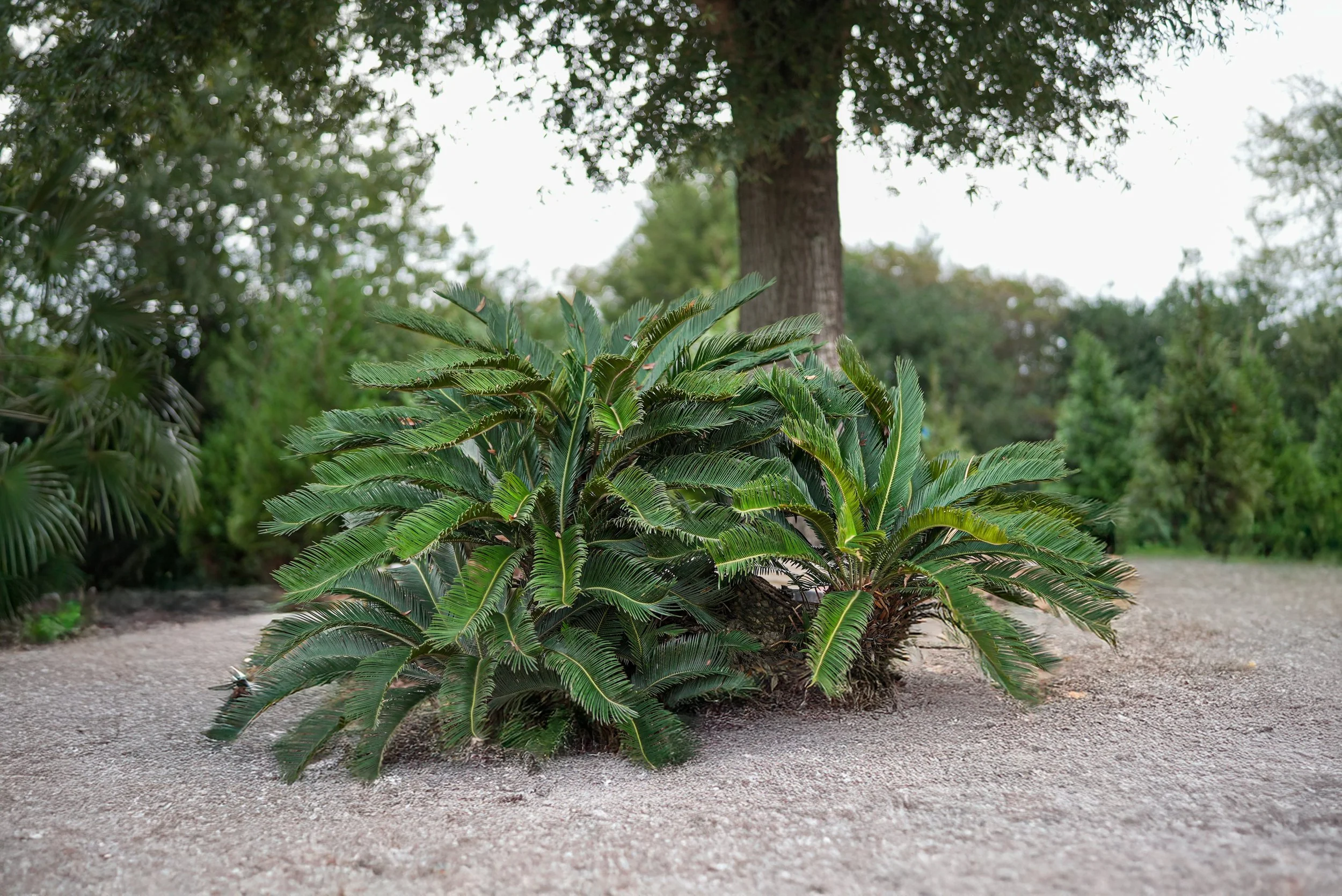 Lees Nursery tropical plants and palms nursery inventory social media photography by MaRad Productions
