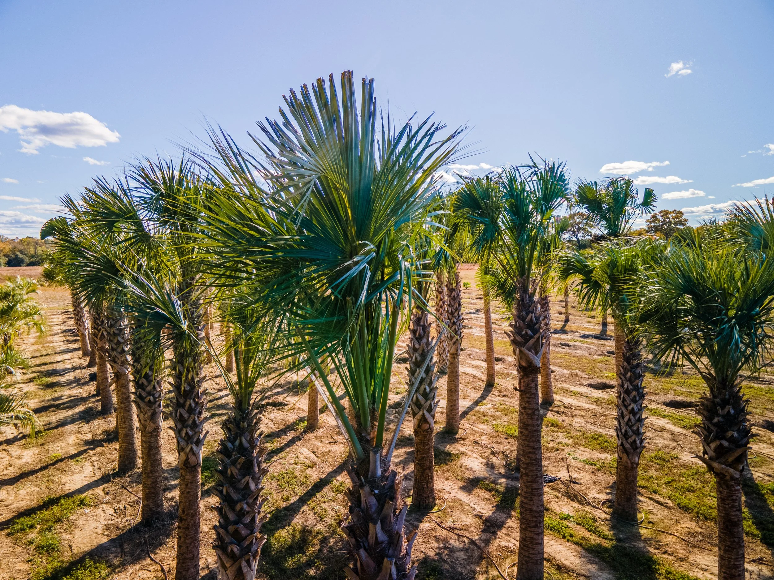 Lees Nursery large palm trees bundled on red clay job site commercial video production by MaRad Productions