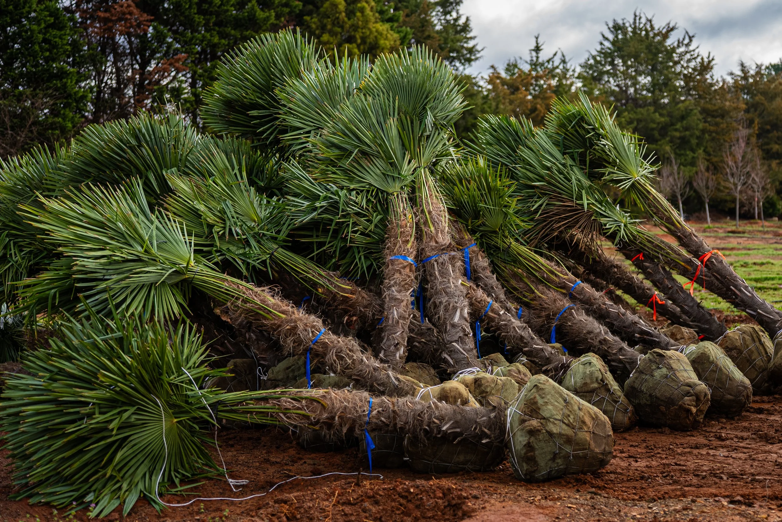 Lees Nursery worker among large palm trees during installation commercial photography by MaRad Productions Charlotte NC