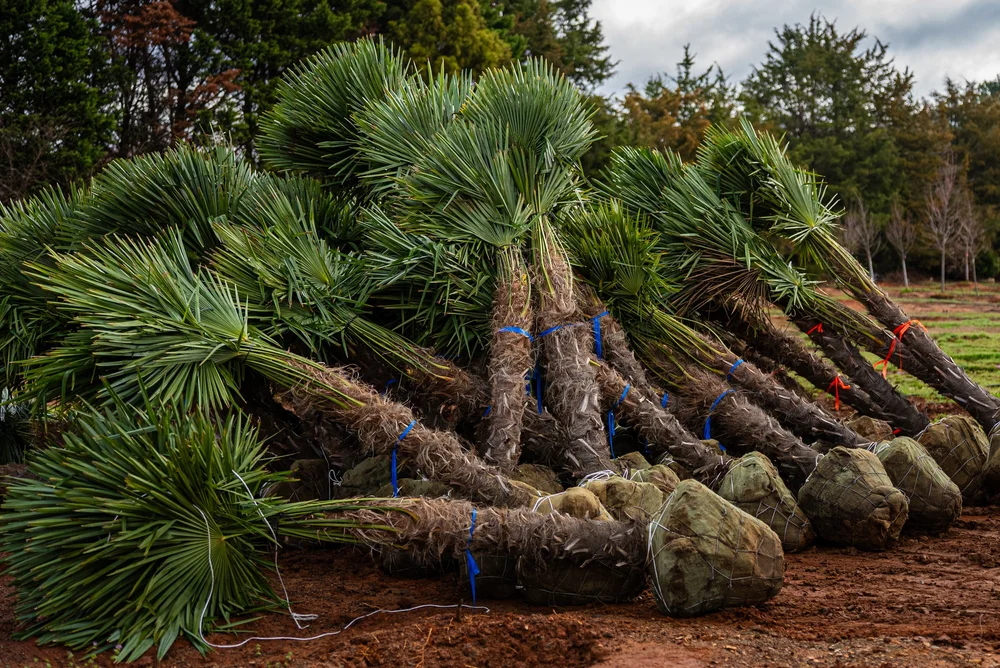 Palm-tree installation featured in a Charlotte commercial campaign