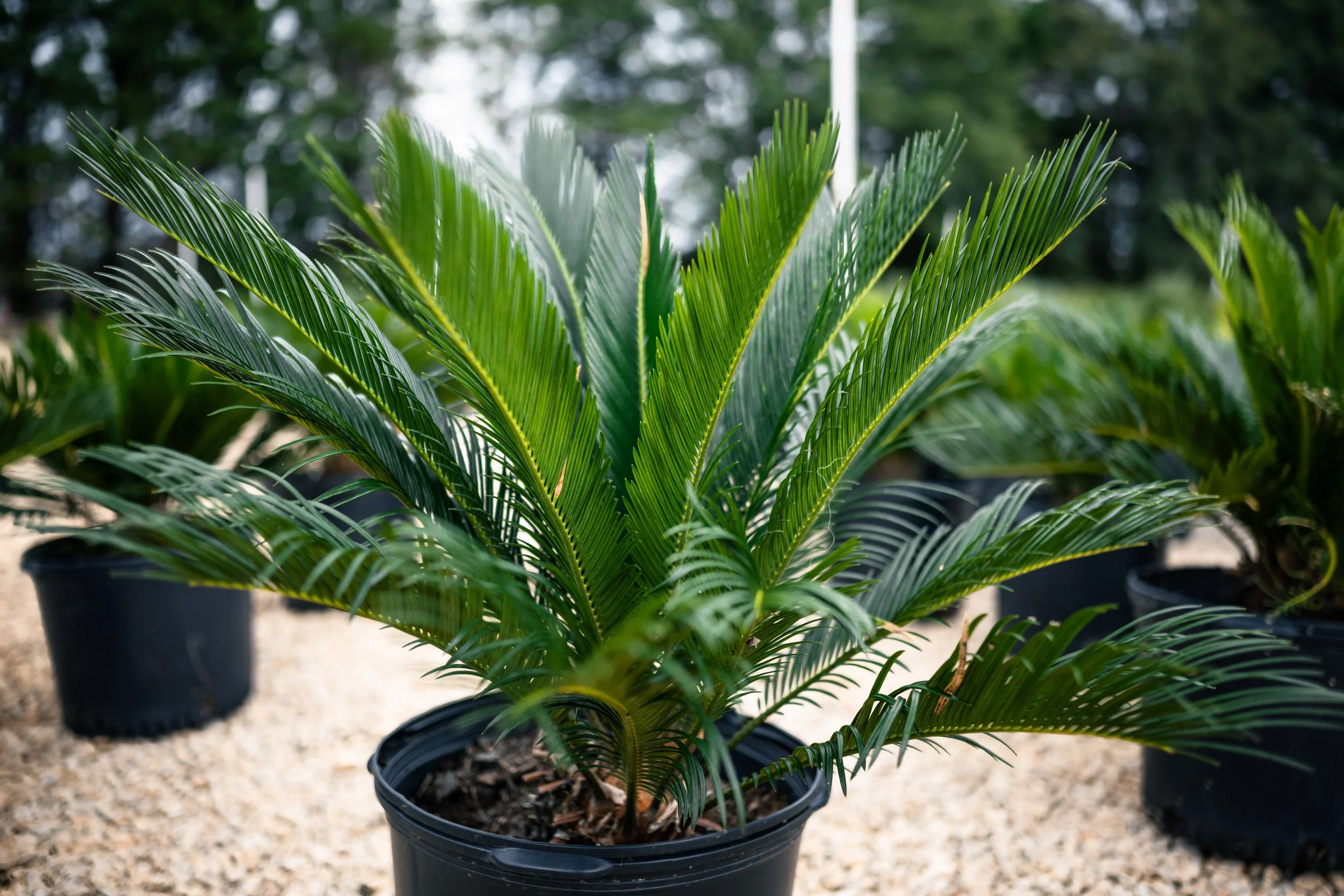 Lees Nursery sago palm potted plant close up nursery stock commercial photography by MaRad Productions Charlotte NC