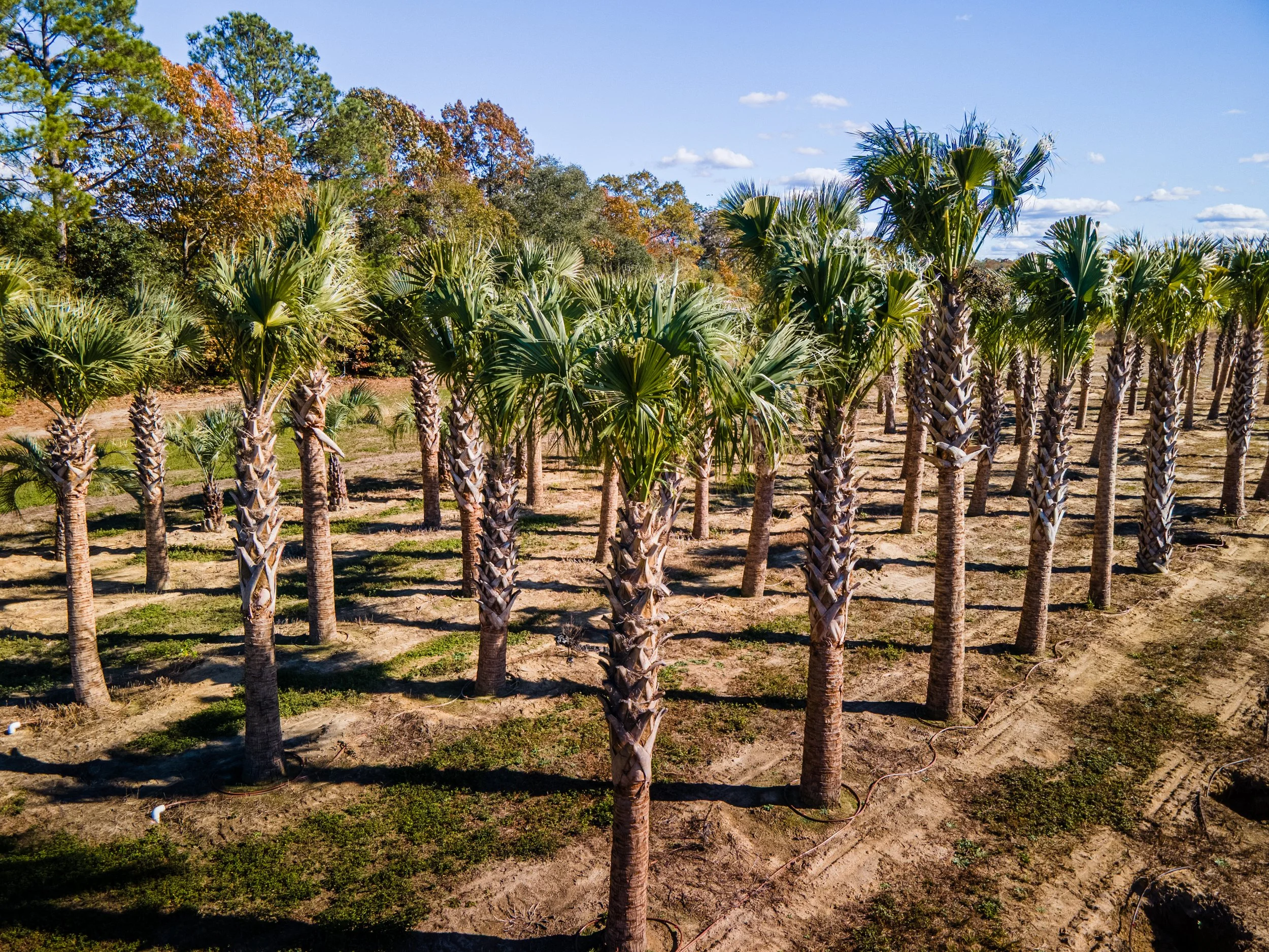 Lees Nursery palm tree farm Charlotte NC skyline social media content by MaRad Productions