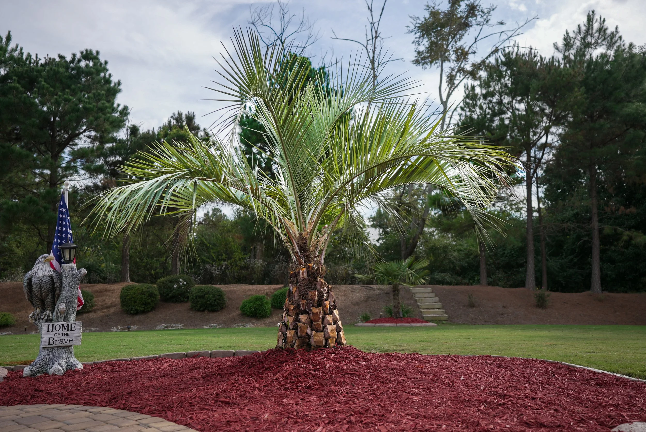 Lees Nursery freshly planted palm trees red mulch landscape commercial photography by MaRad Productions Charlotte NC
