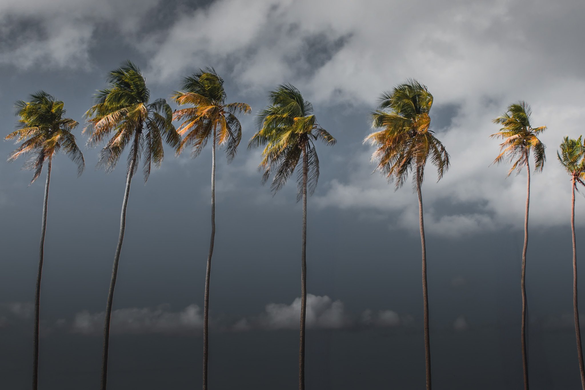 Dramatic stormy sky palm trees cinematic photography by MaRad Productions video production Charlotte NC